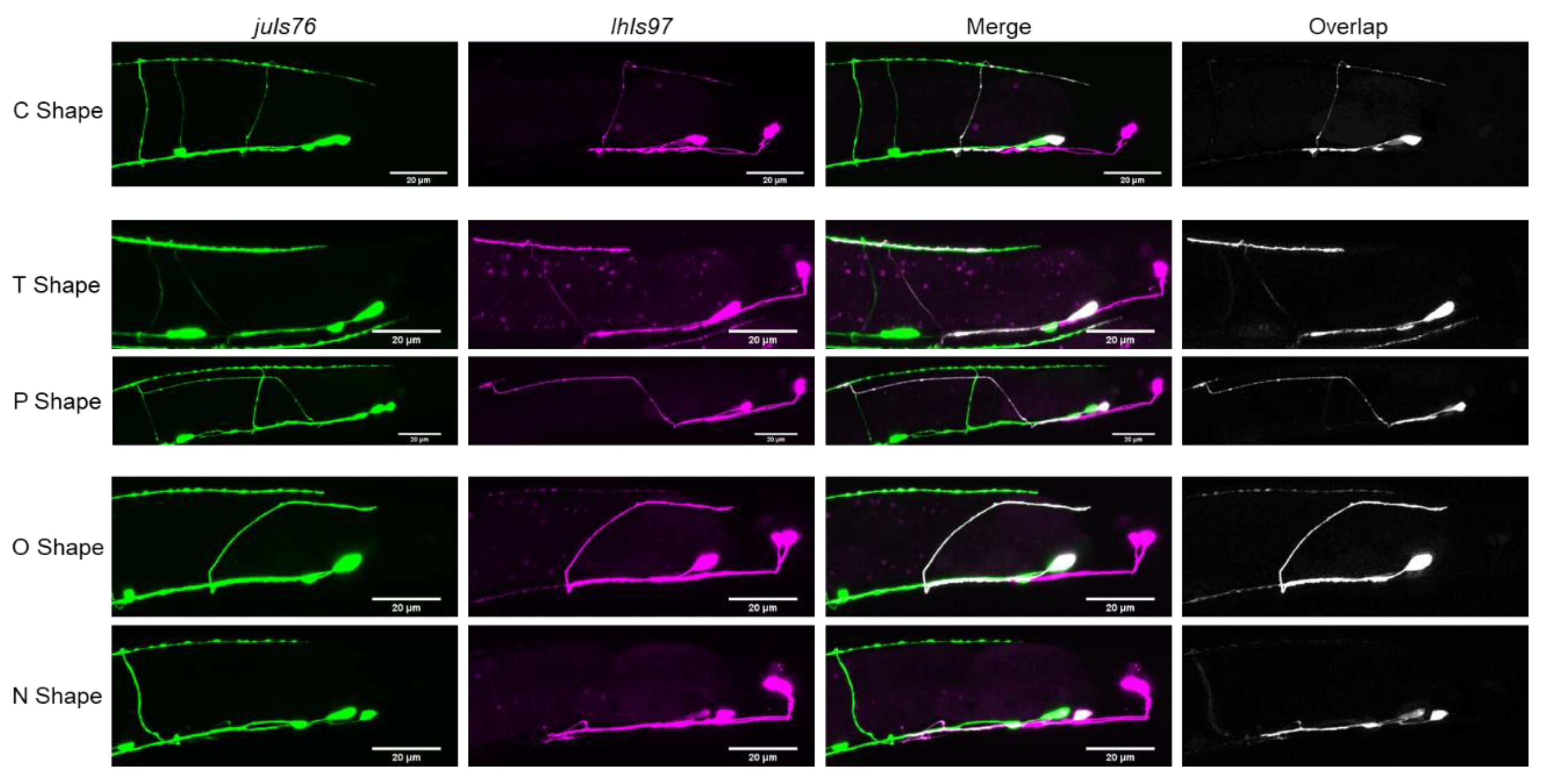 Jdb 08 00005 g002 Jdb 08 00005 g002