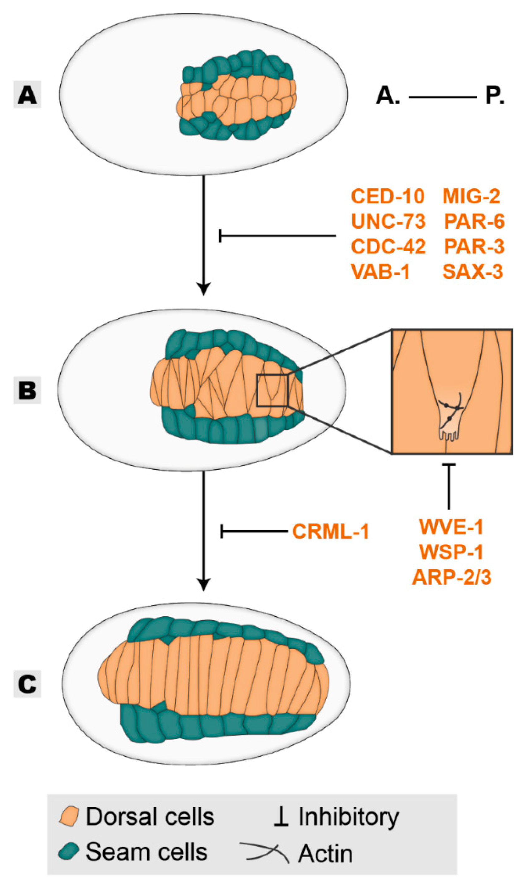 Human skin reconstitution in the cell-sorted skin equivalent (CeSSE)