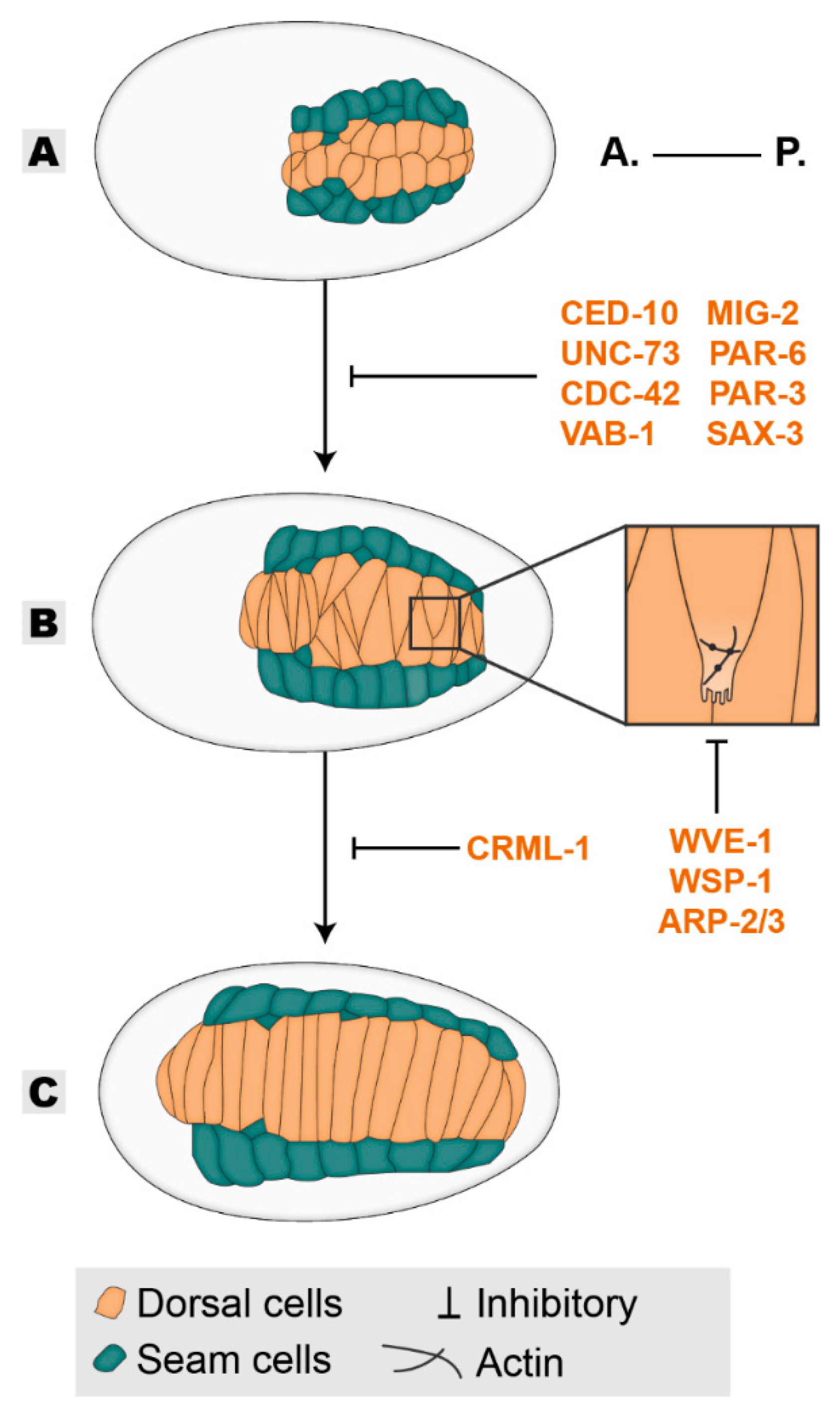 SIM-N binds SUMO-1 in a parallel orientation. A , 1 H- 1 H strips