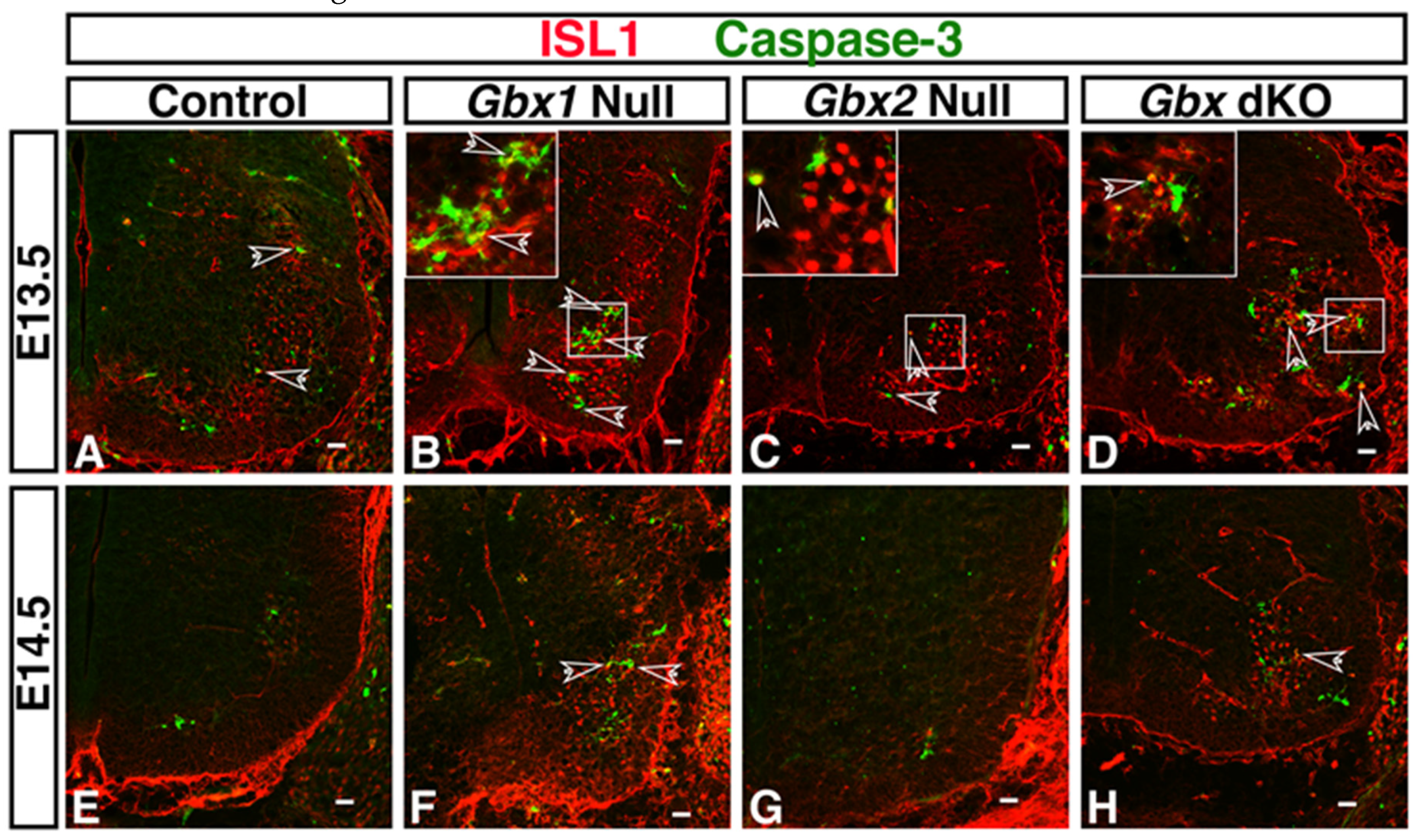 Jdb 08 00009 g005 Jdb 08 00009 g005