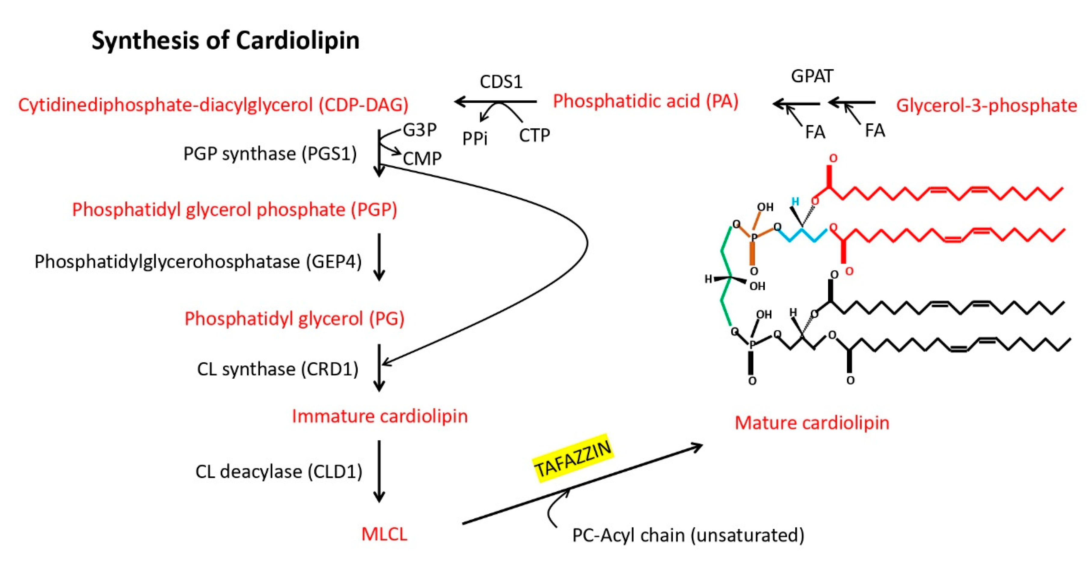 Jdb 08 00010 g001 Jdb 08 00010 g001