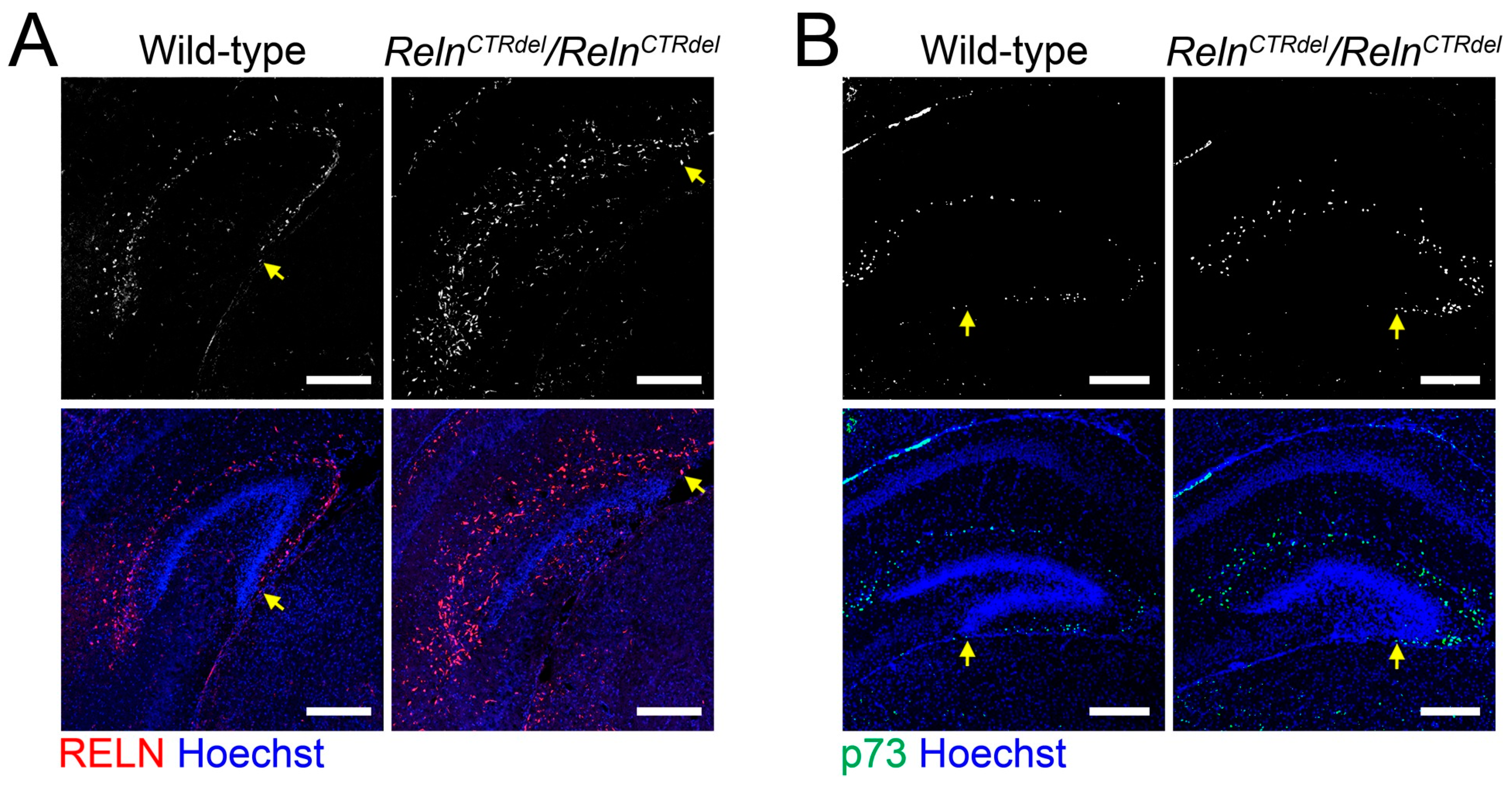 Jdb 08 00020 g001 Jdb 08 00020 g001