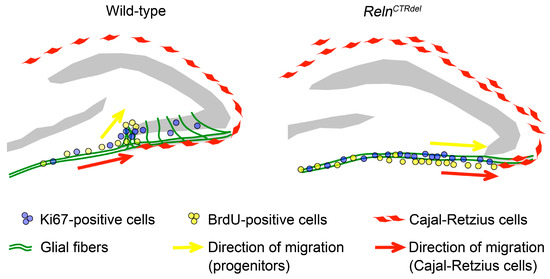 Cajal-Retzius Cell - an overview