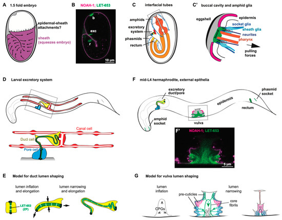 c elegans lipid elongation Patched regulates homeostasis by controlling cellular cholesterol levels Lipidomic and proteomic analysis of