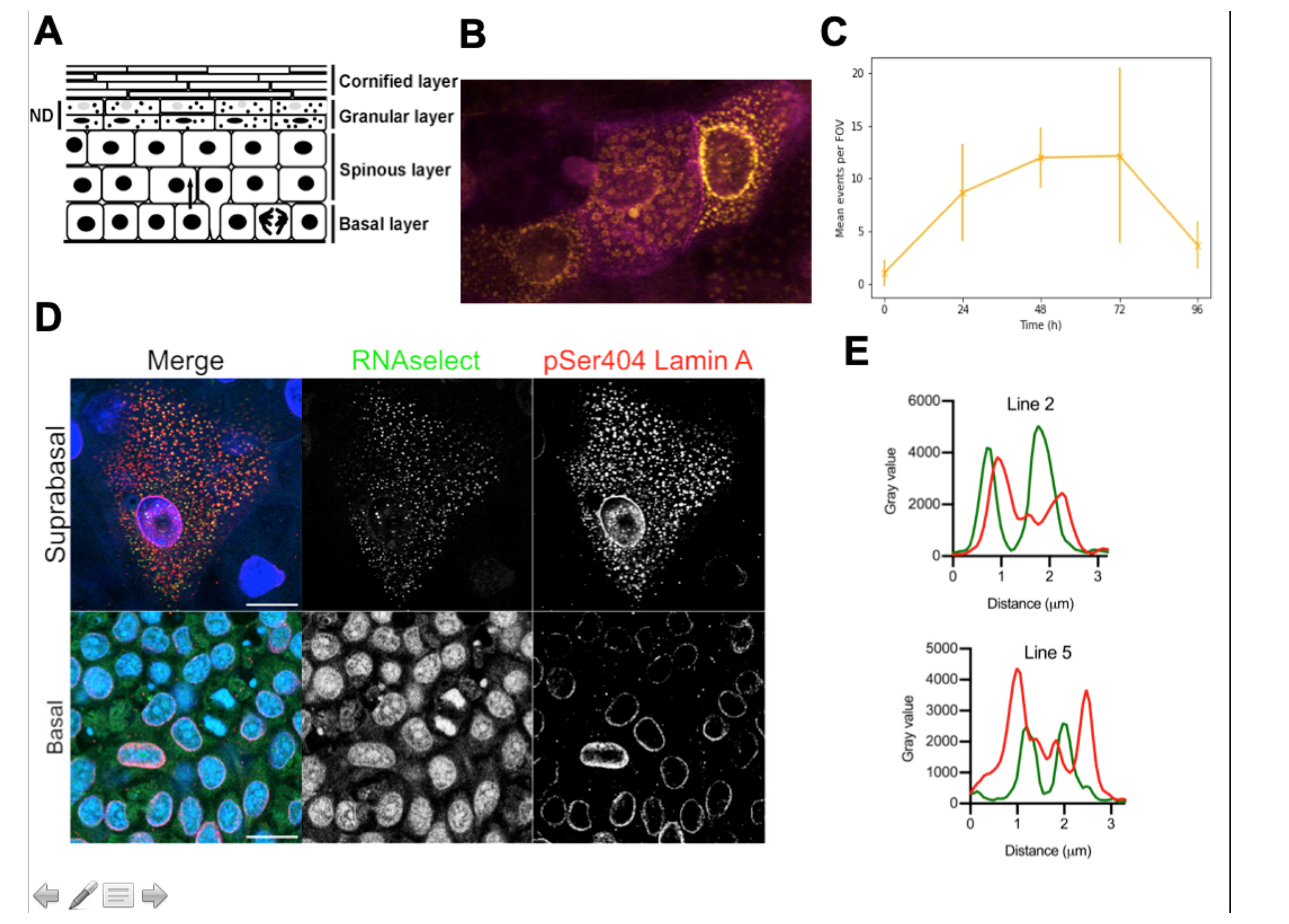 Jdb 08 00029 g001 Jdb 08 00029 g001