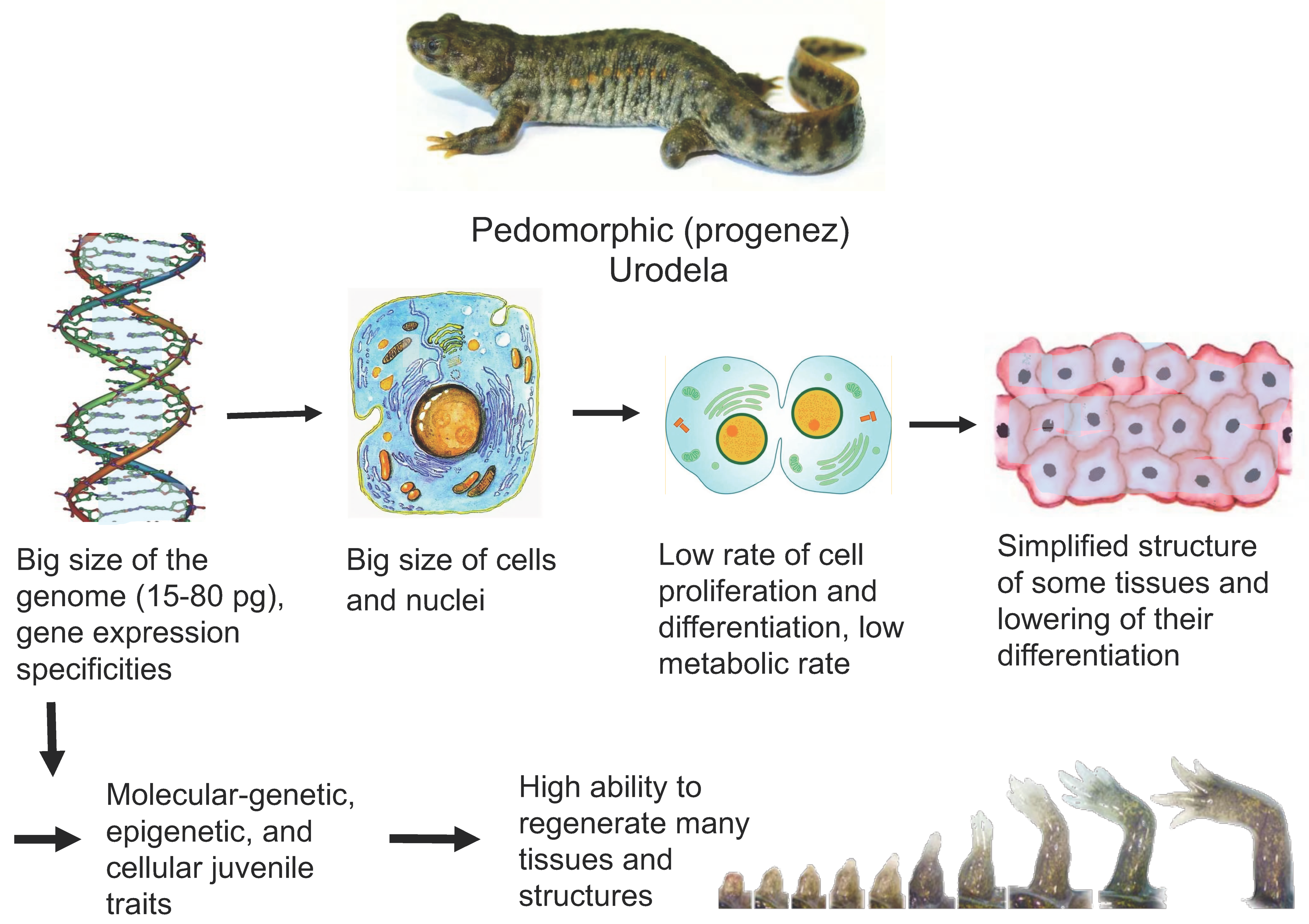 Introduction to Ophthalmology of Amphibia