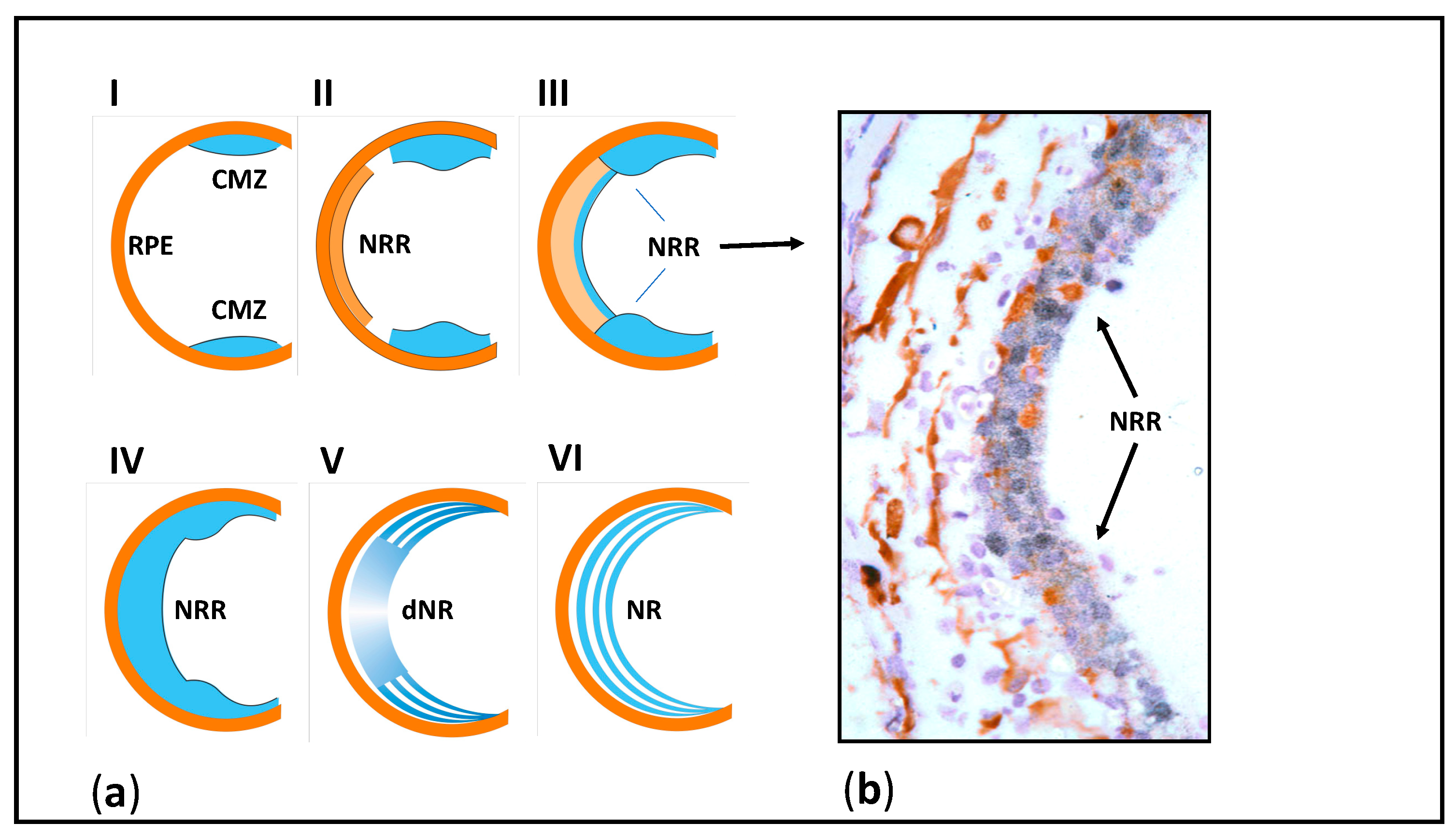 Jdb 09 00002 g002 Jdb 09 00002 g002