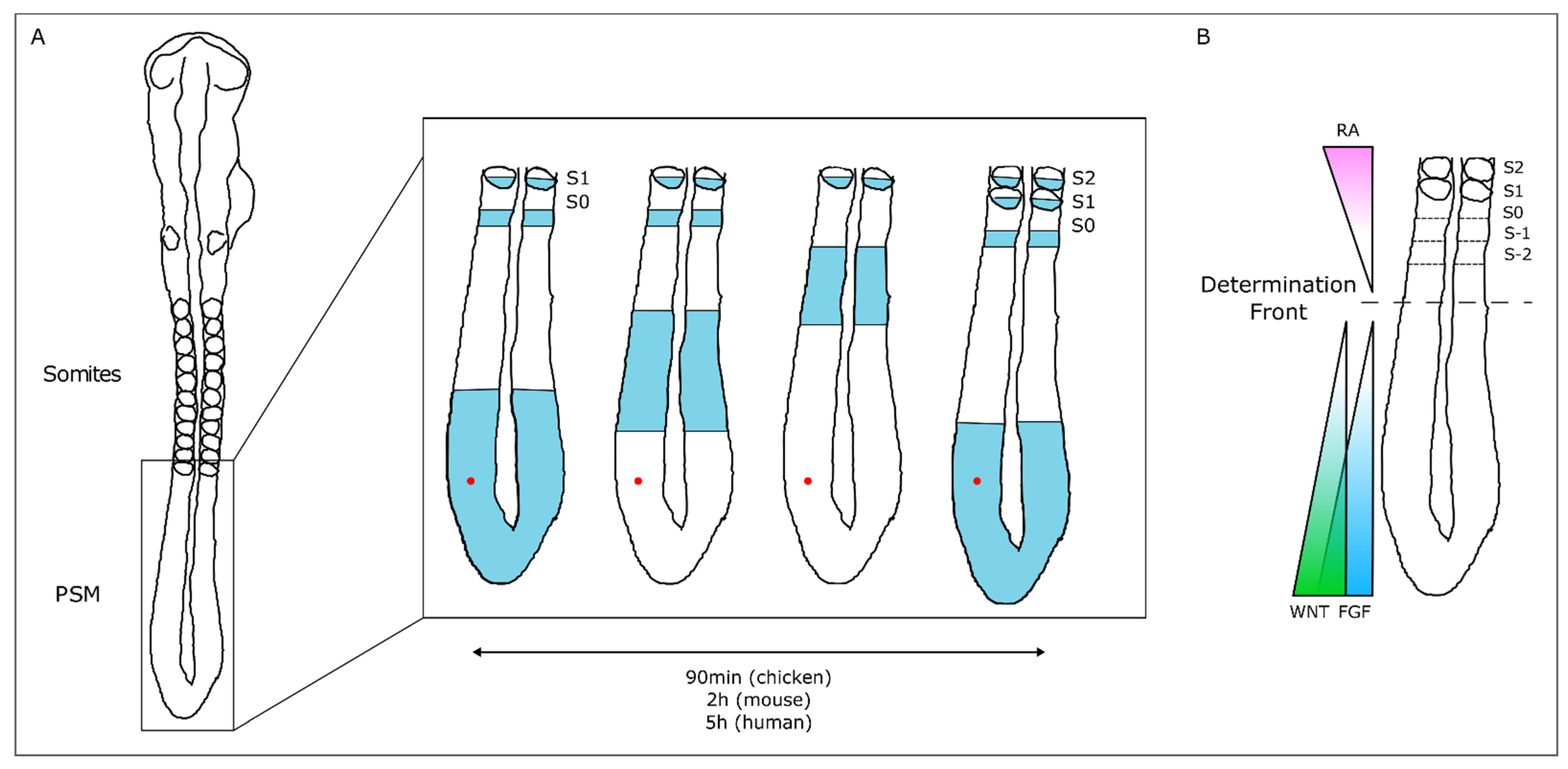 病因論と時間軸で語る Biology-Oriented Dentistry Altered Cogs of the Clock: Insights into the Embryonic