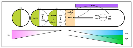 Jdb 09 00005 g004 550