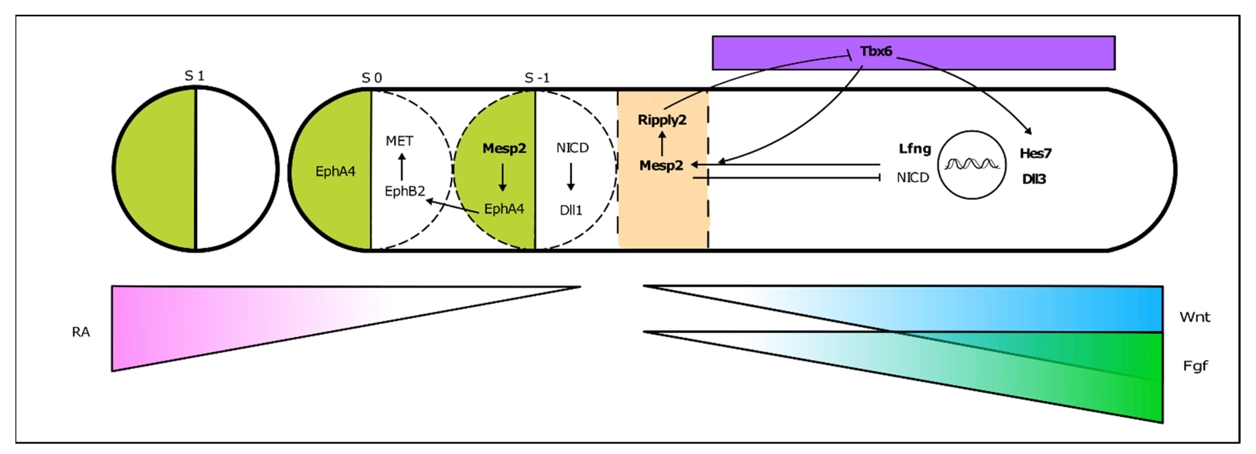 Jdb 09 00005 g004 Jdb 09 00005 g004