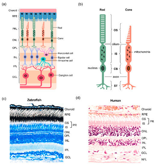 Layers of the Retina - Discovery Eye Foundation