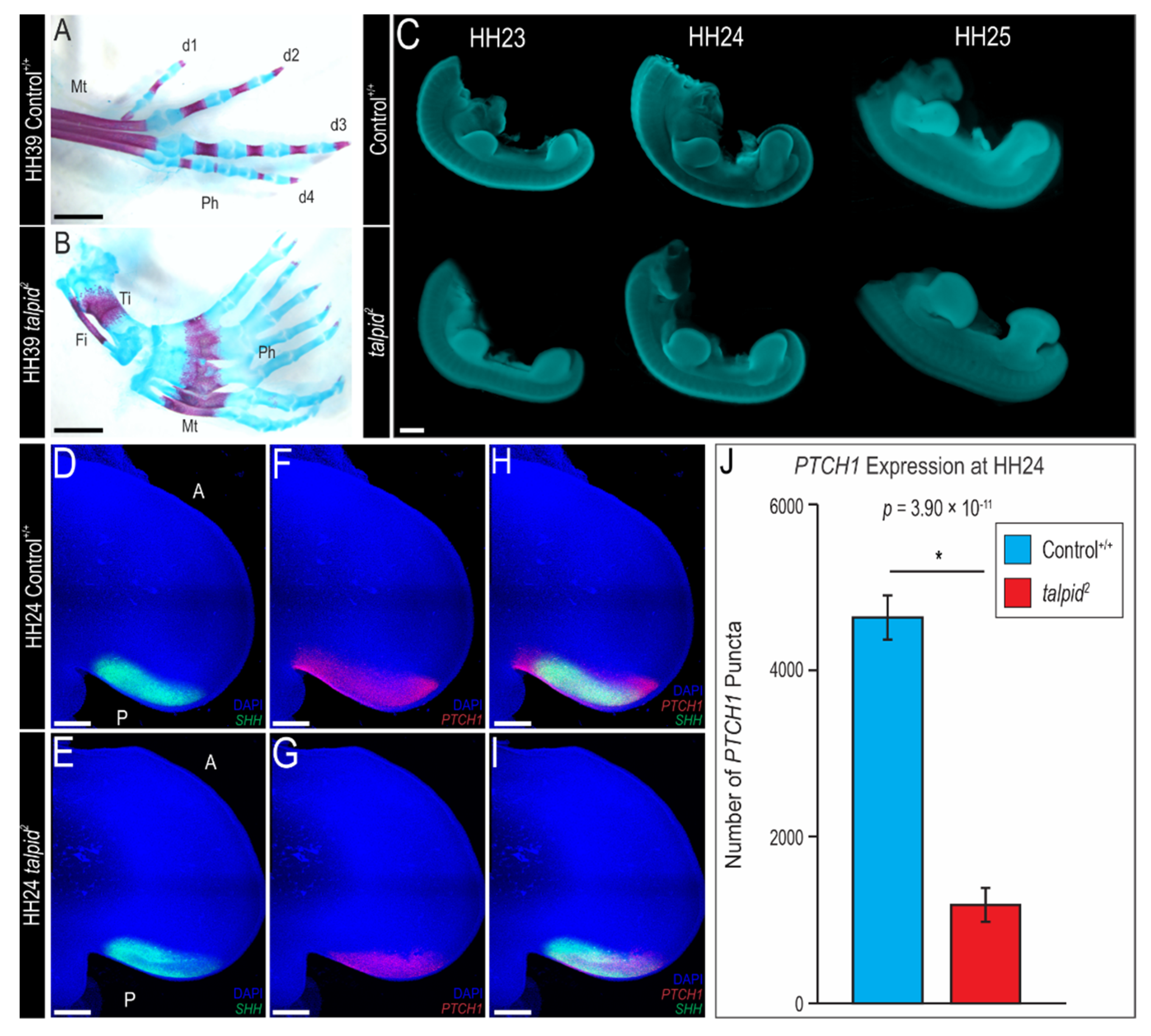 Jdb 09 00012 g001 Jdb 09 00012 g001