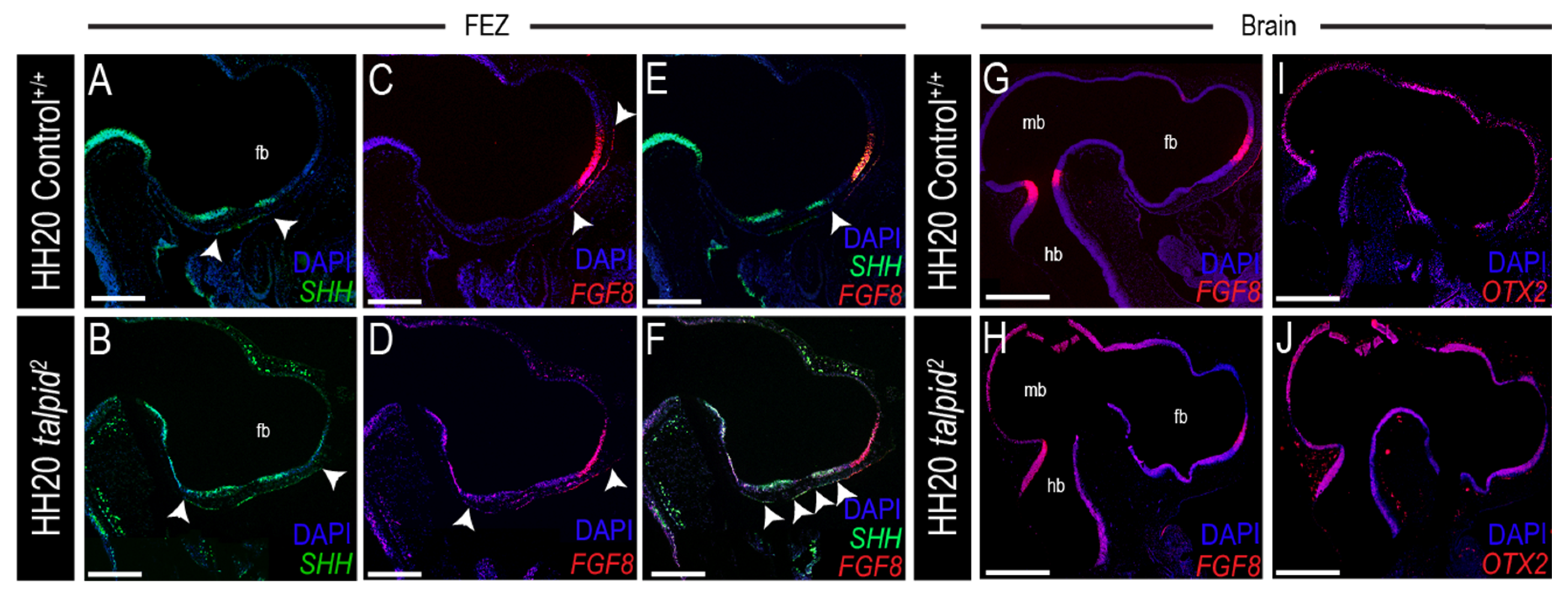 Jdb 09 00012 g004 Jdb 09 00012 g004