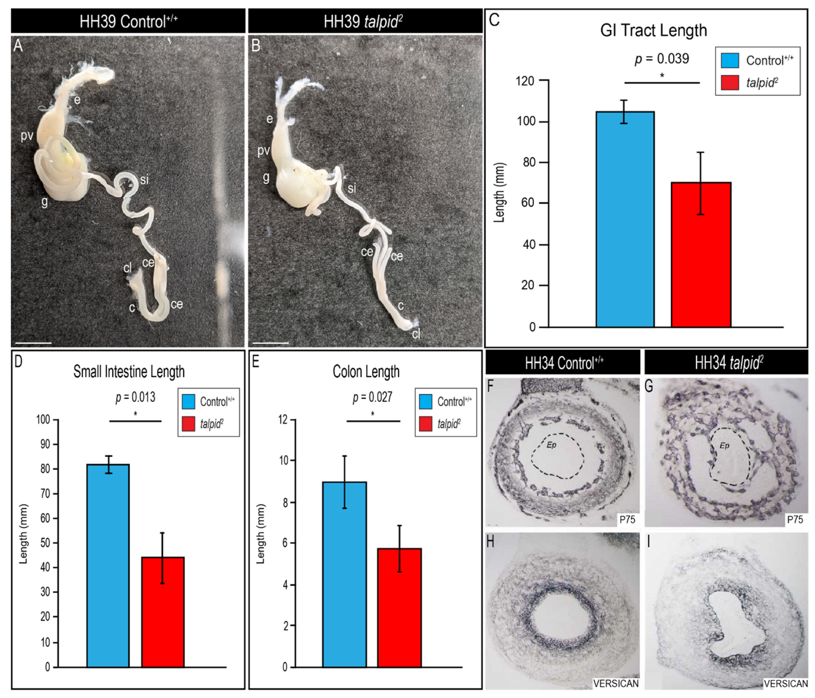 Jdb 09 00012 g006 Jdb 09 00012 g006