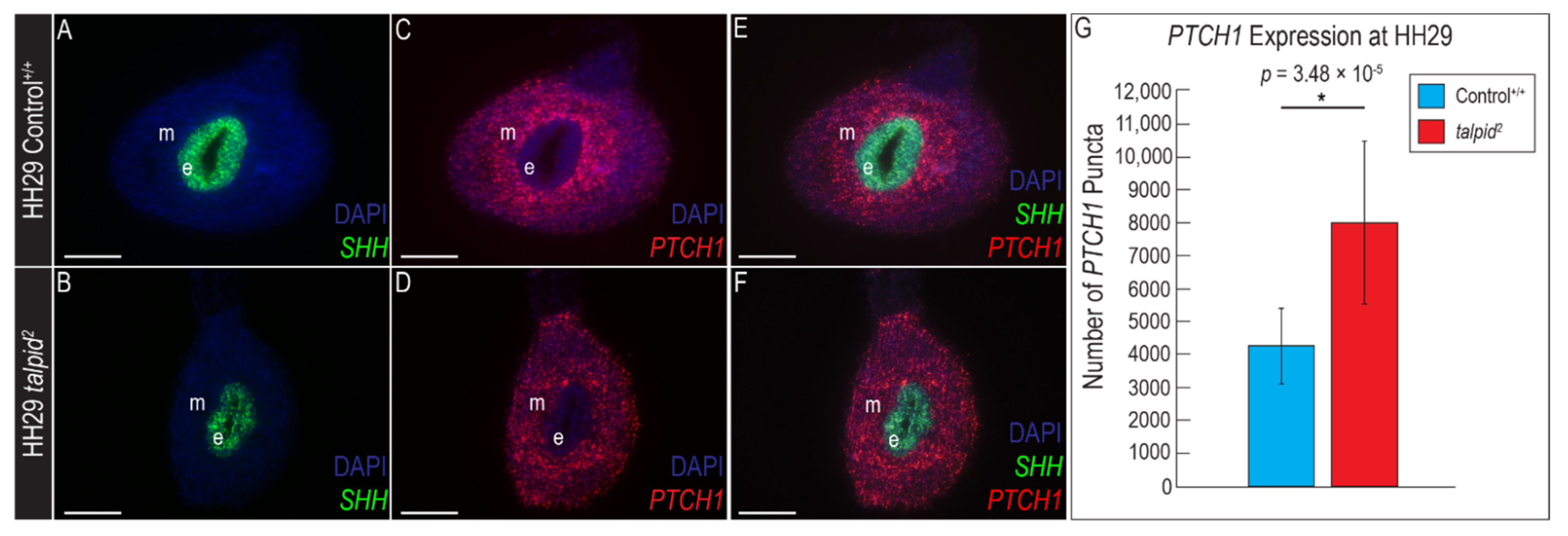 Jdb 09 00012 g007 Jdb 09 00012 g007