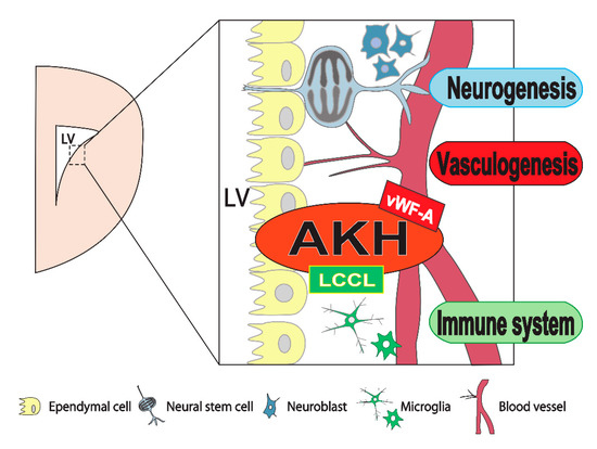 Regulation of the Brain Neural Niche by Soluble Molecule Akhirin