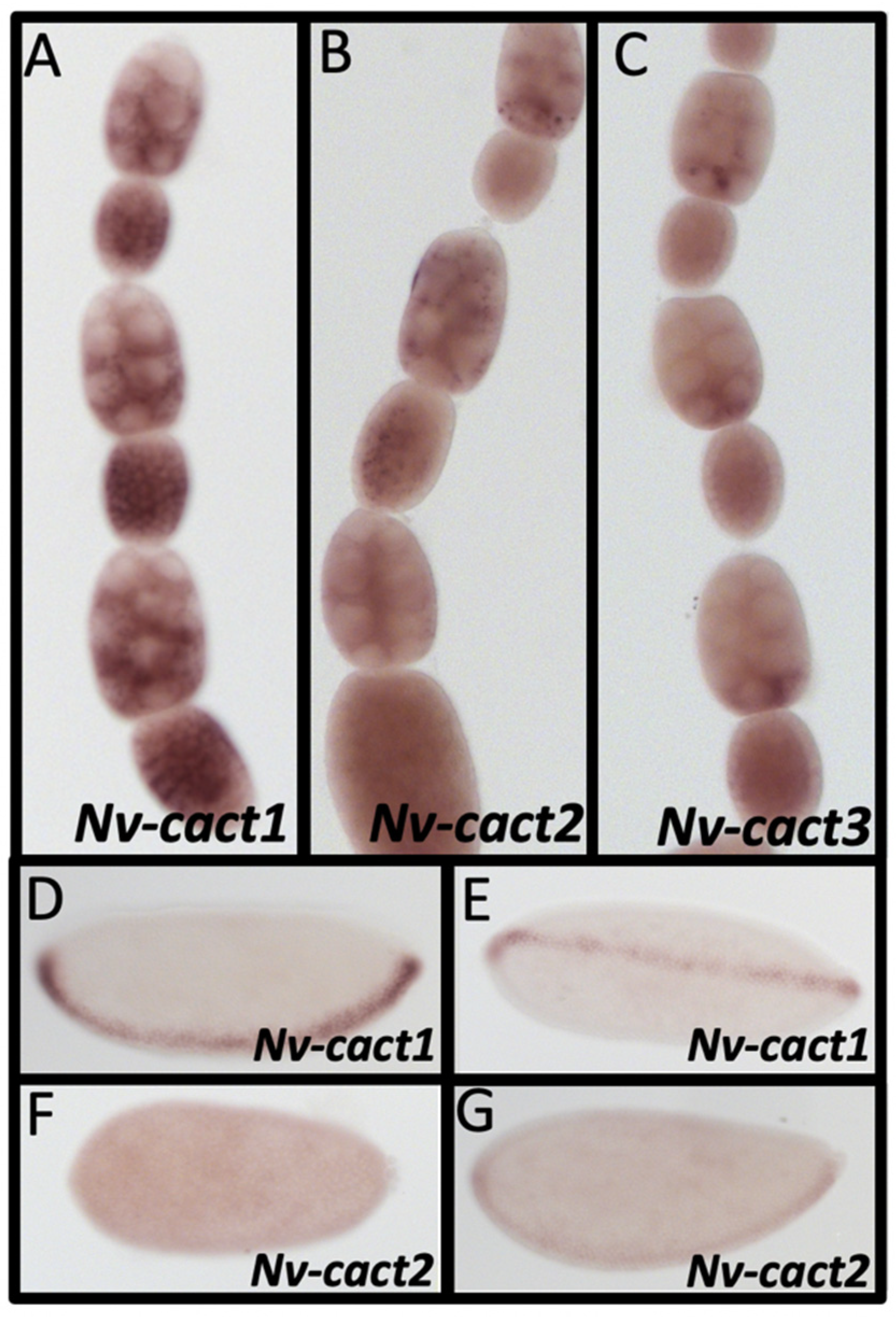 Jdb 10 00007 g007 Jdb 10 00007 g007