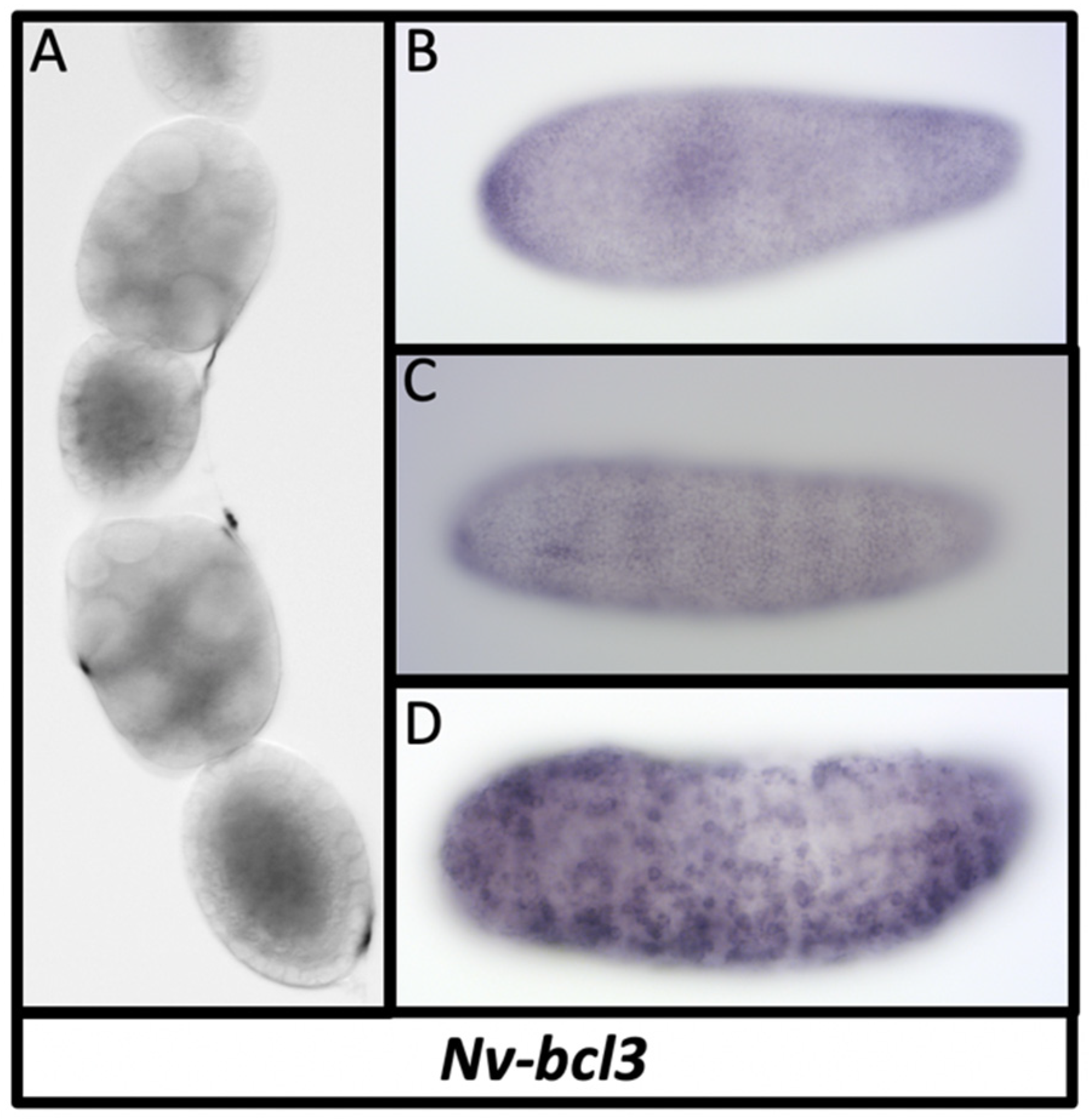 Jdb 10 00007 g008 Jdb 10 00007 g008