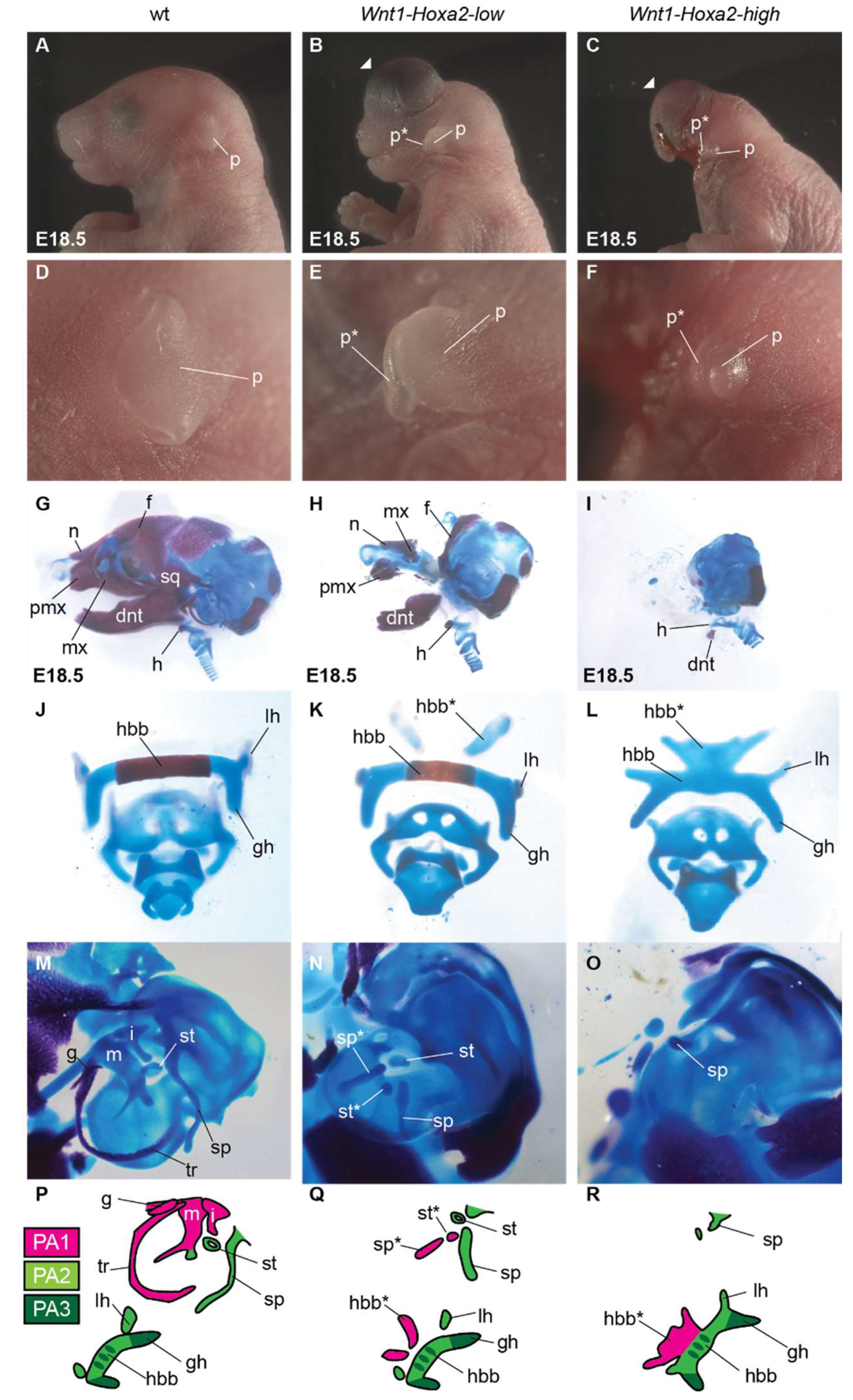Jdb 10 00009 g002 550