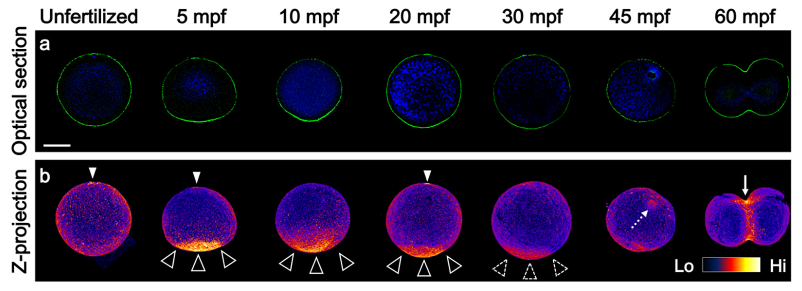 Actin Filament in the First Cell Cycle Contributes to the