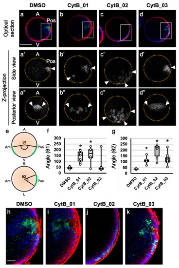 Actin Filament in the First Cell Cycle Contributes to the