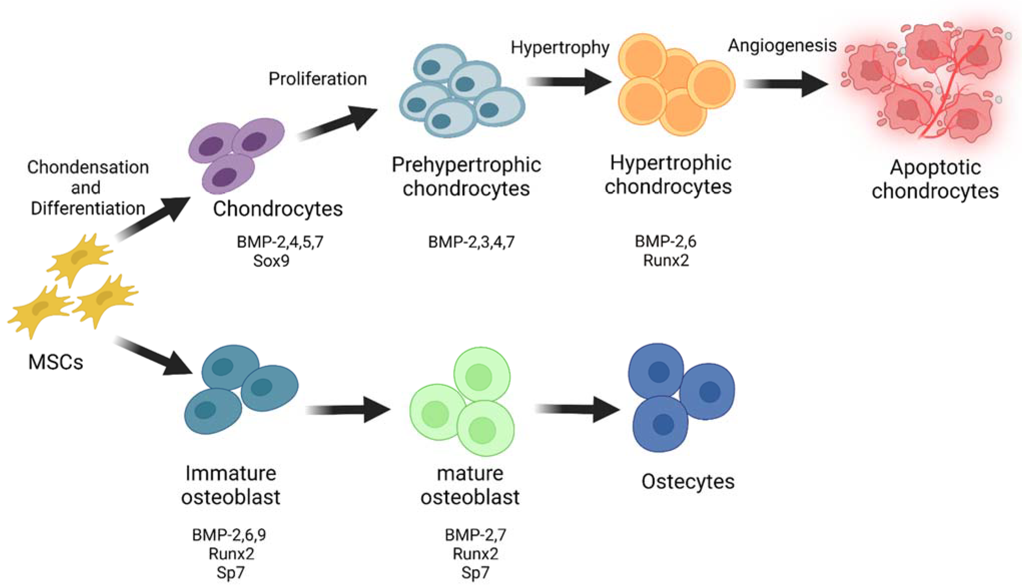 Jdb 10 00015 g002 Jdb 10 00015 g002