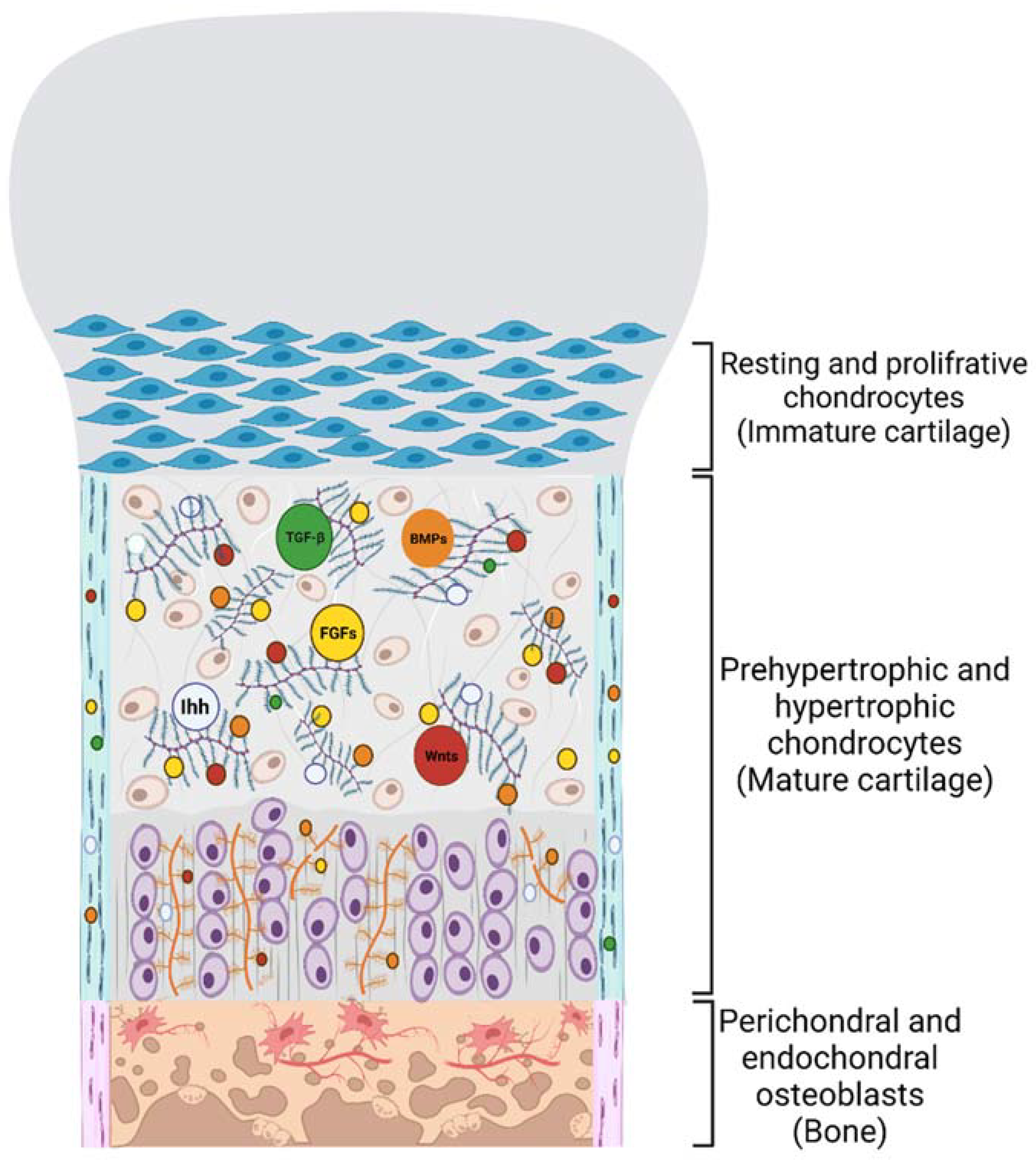 Jdb 10 00015 g003 Jdb 10 00015 g003