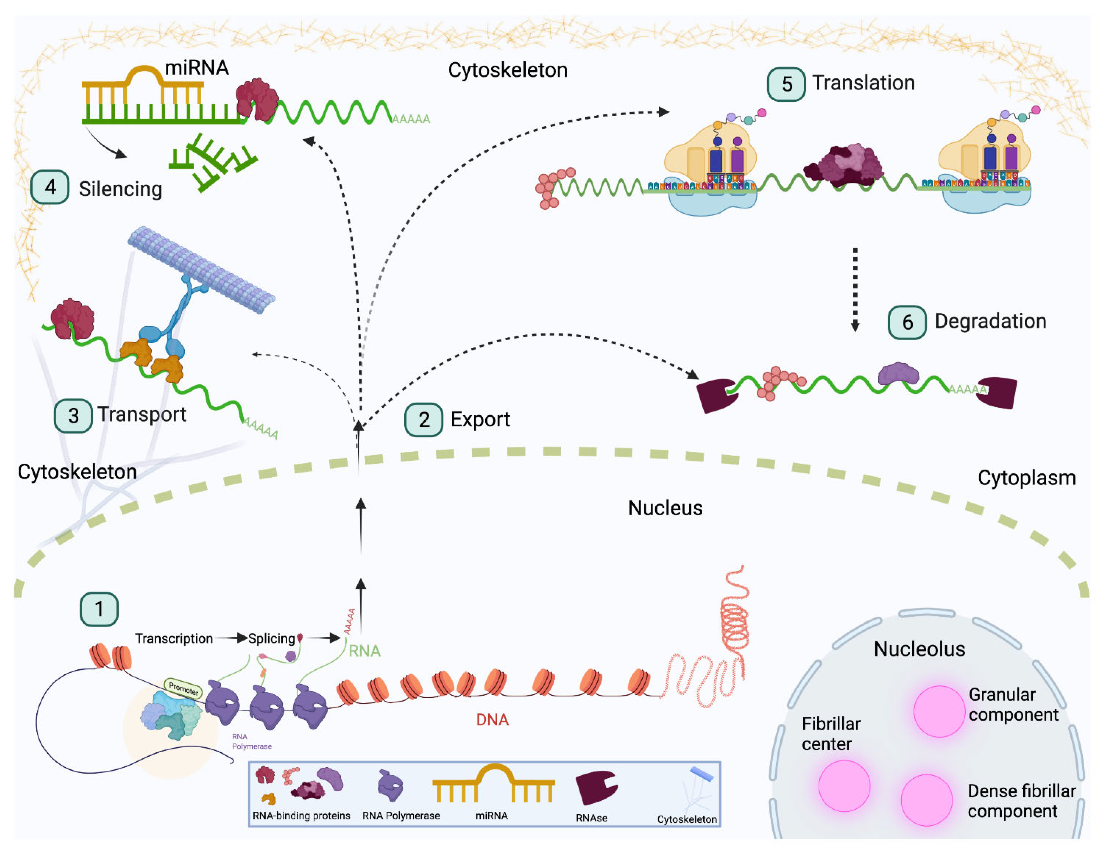 PDF) Translational derepression of Elavl4 isoforms at their alternative 5′  UTRs determines neuronal development