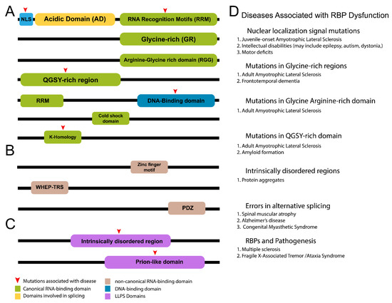 Emerging Roles of RNA-Binding Proteins in Neurodevelopment