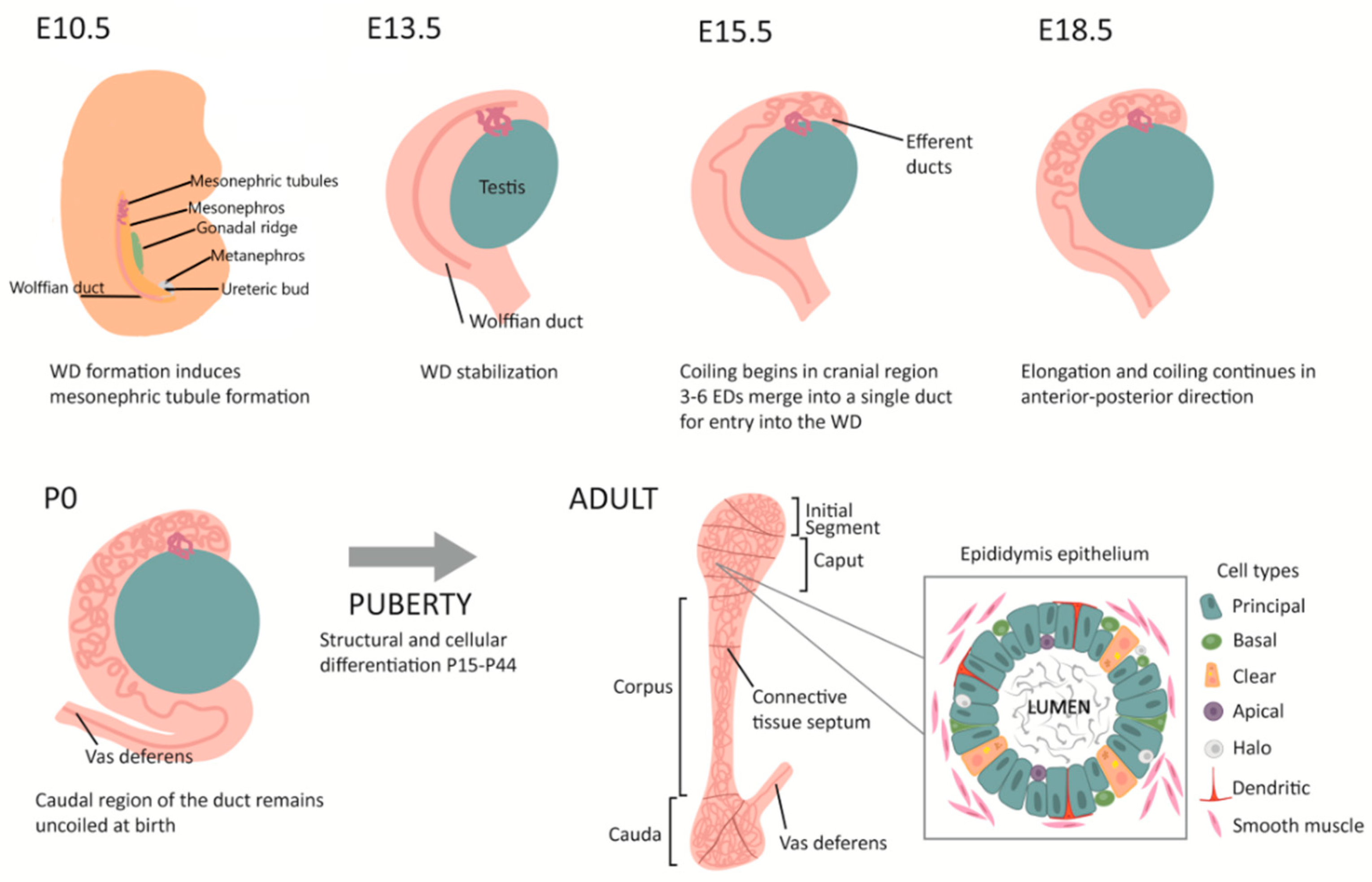 Jdb 10 00025 g001 Jdb 10 00025 g001