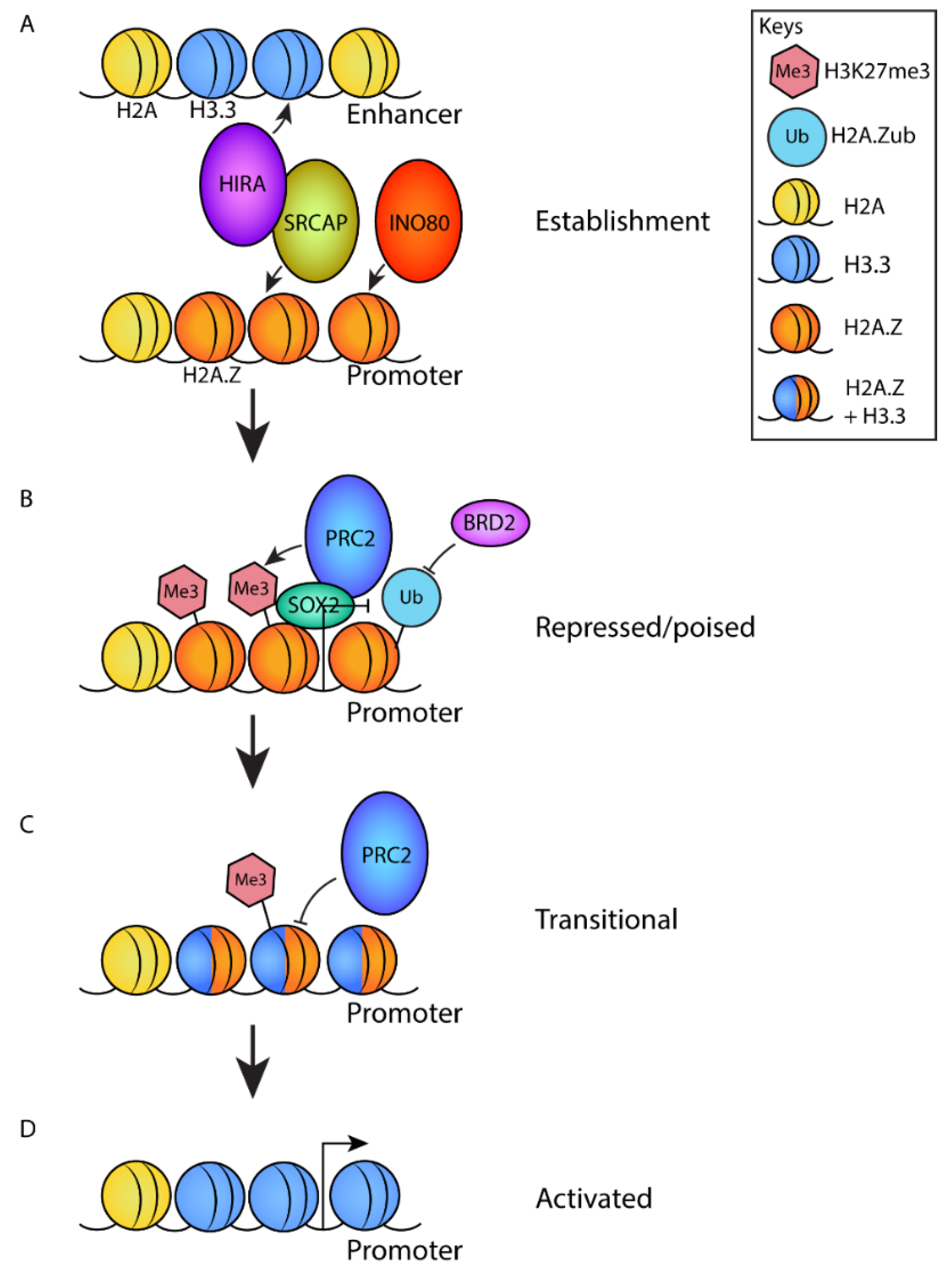 Jdb 10 00028 g003 Jdb 10 00028 g003