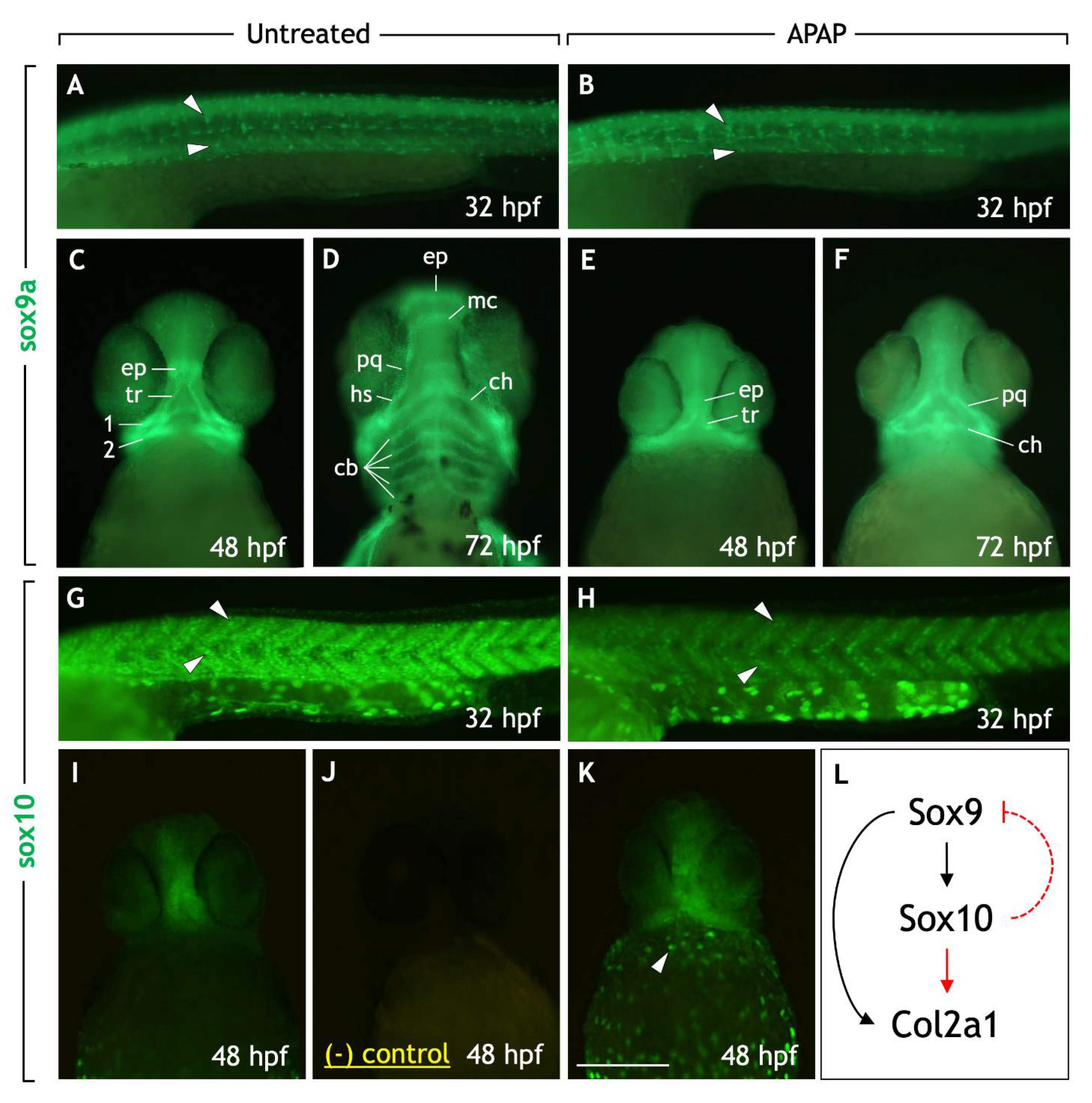 Jdb 10 00030 g006 Jdb 10 00030 g006