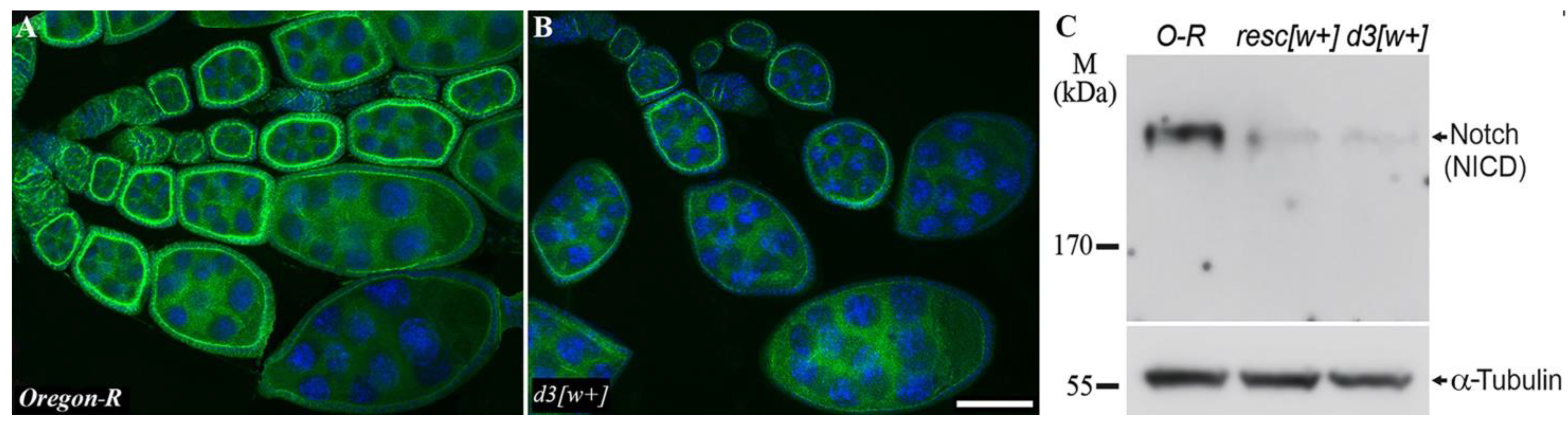 Jdb 10 00032 g004 550