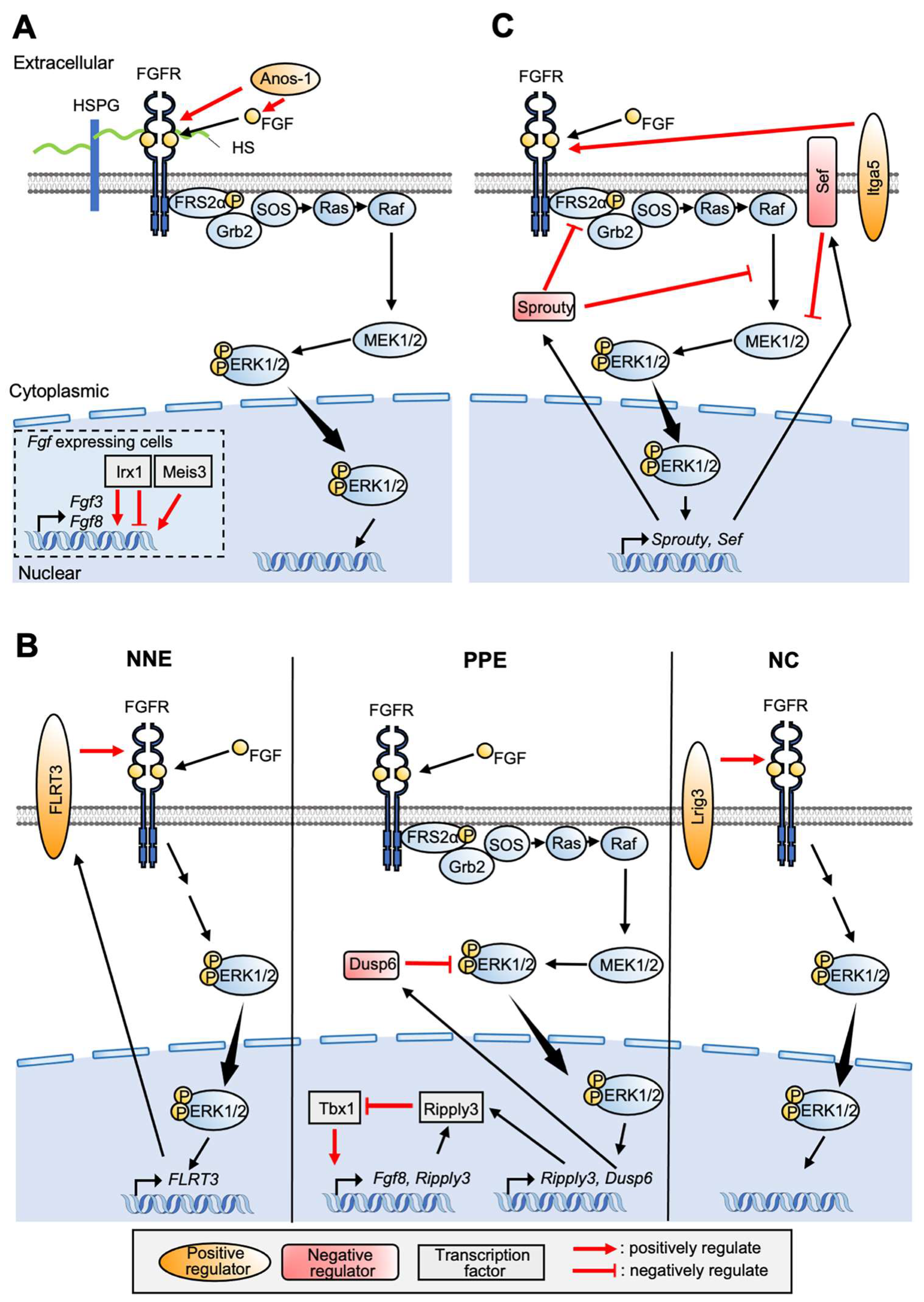 Jdb 10 00035 g004 Jdb 10 00035 g004