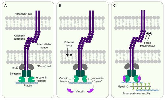 Differential cellular stiffness contributes to tissue elongation on an  expanding surface