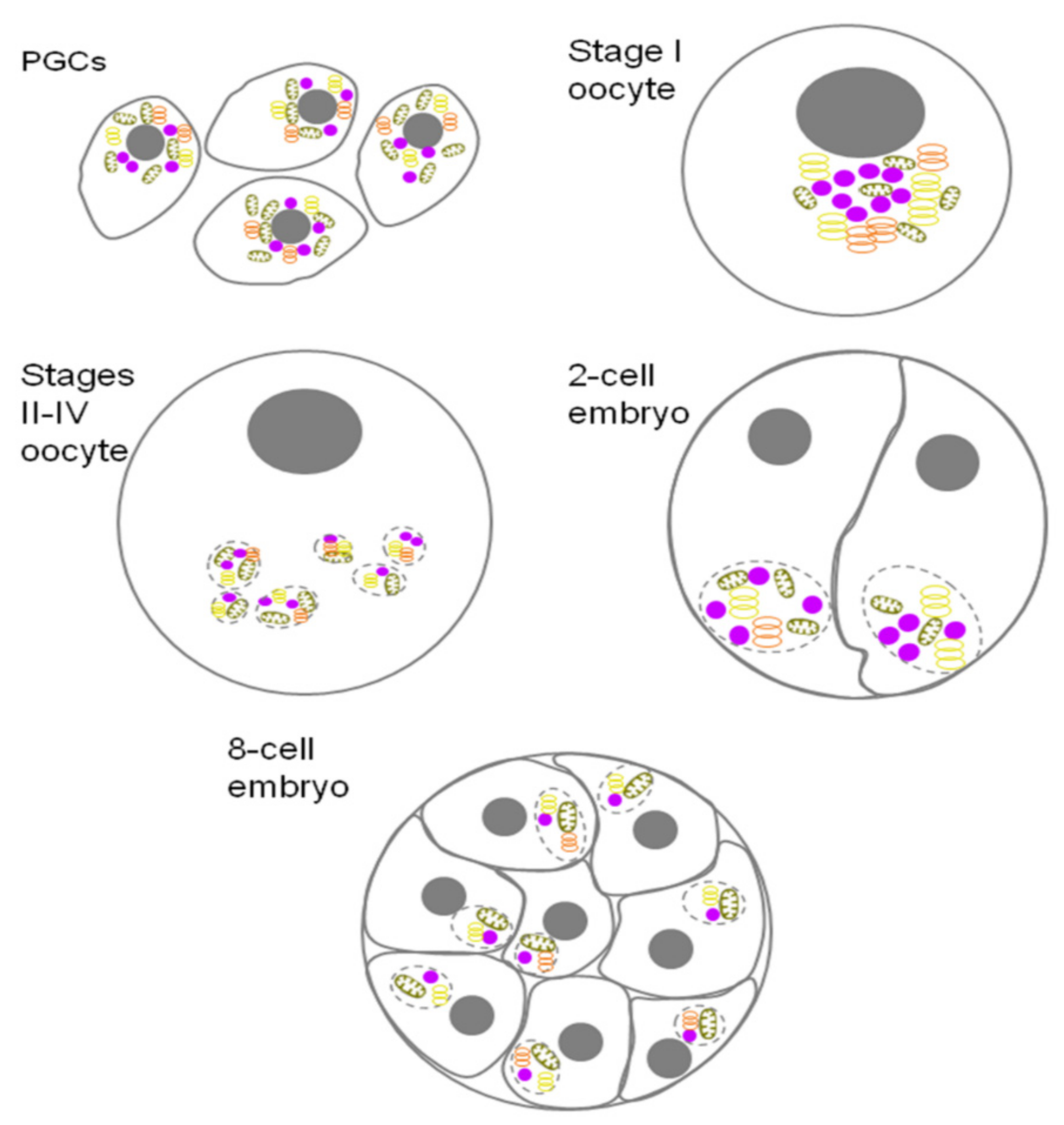 Jdb 10 00043 g003 Jdb 10 00043 g003