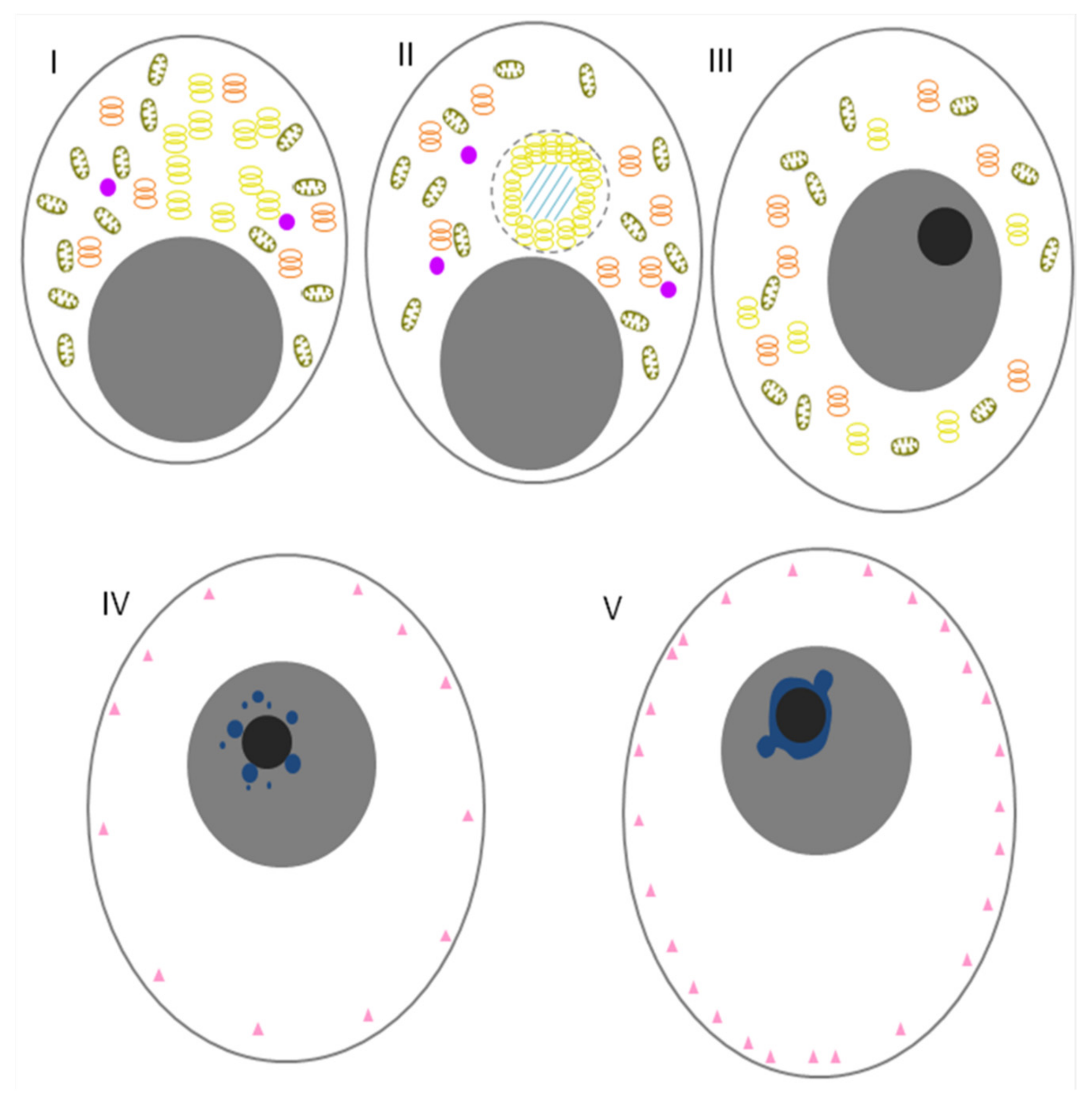Jdb 10 00043 g004 Jdb 10 00043 g004