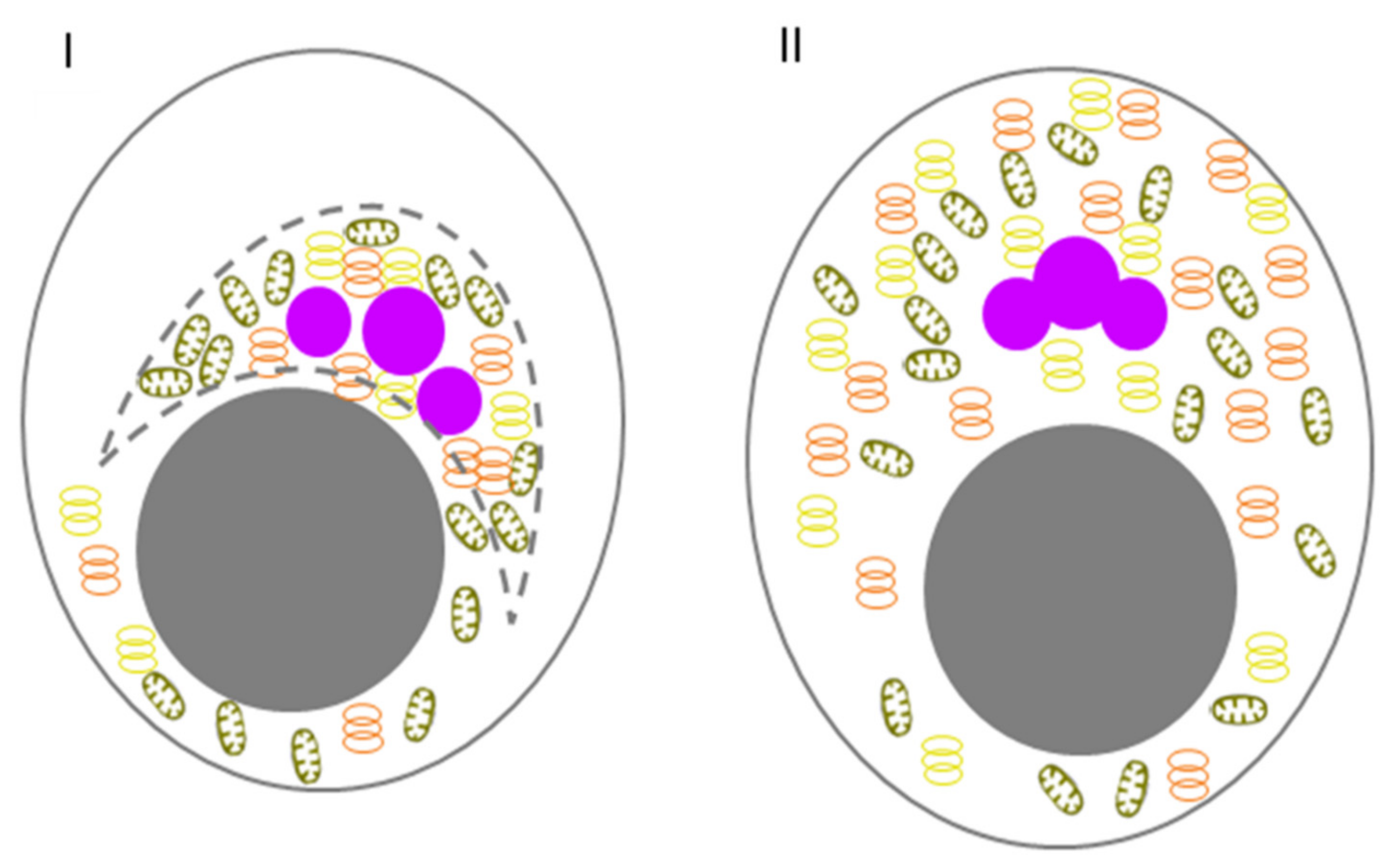 Jdb 10 00043 g005 Jdb 10 00043 g005