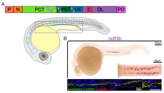Advances in Understanding the Genetic Mechanisms of Zebrafish Renal ...
