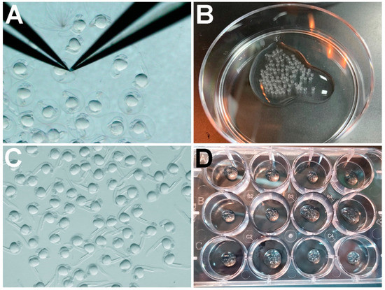 Comparison of Pronase versus Manual Dechorionation of Zebrafish Embryos ...