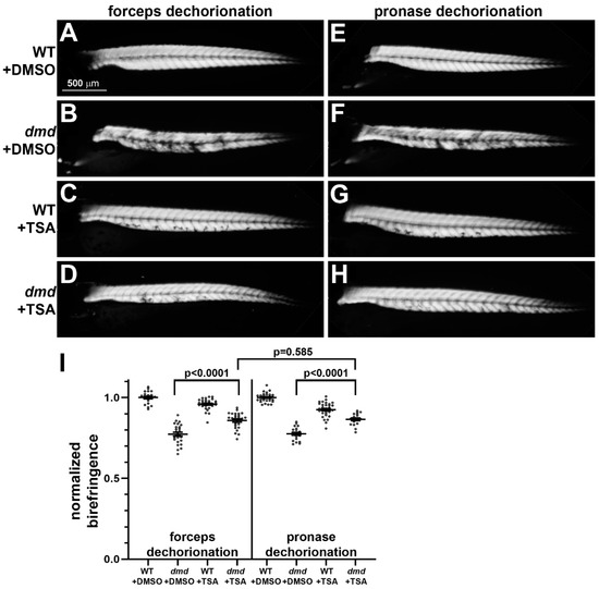 Comparison of Pronase versus Manual Dechorionation of Zebrafish Embryos ...