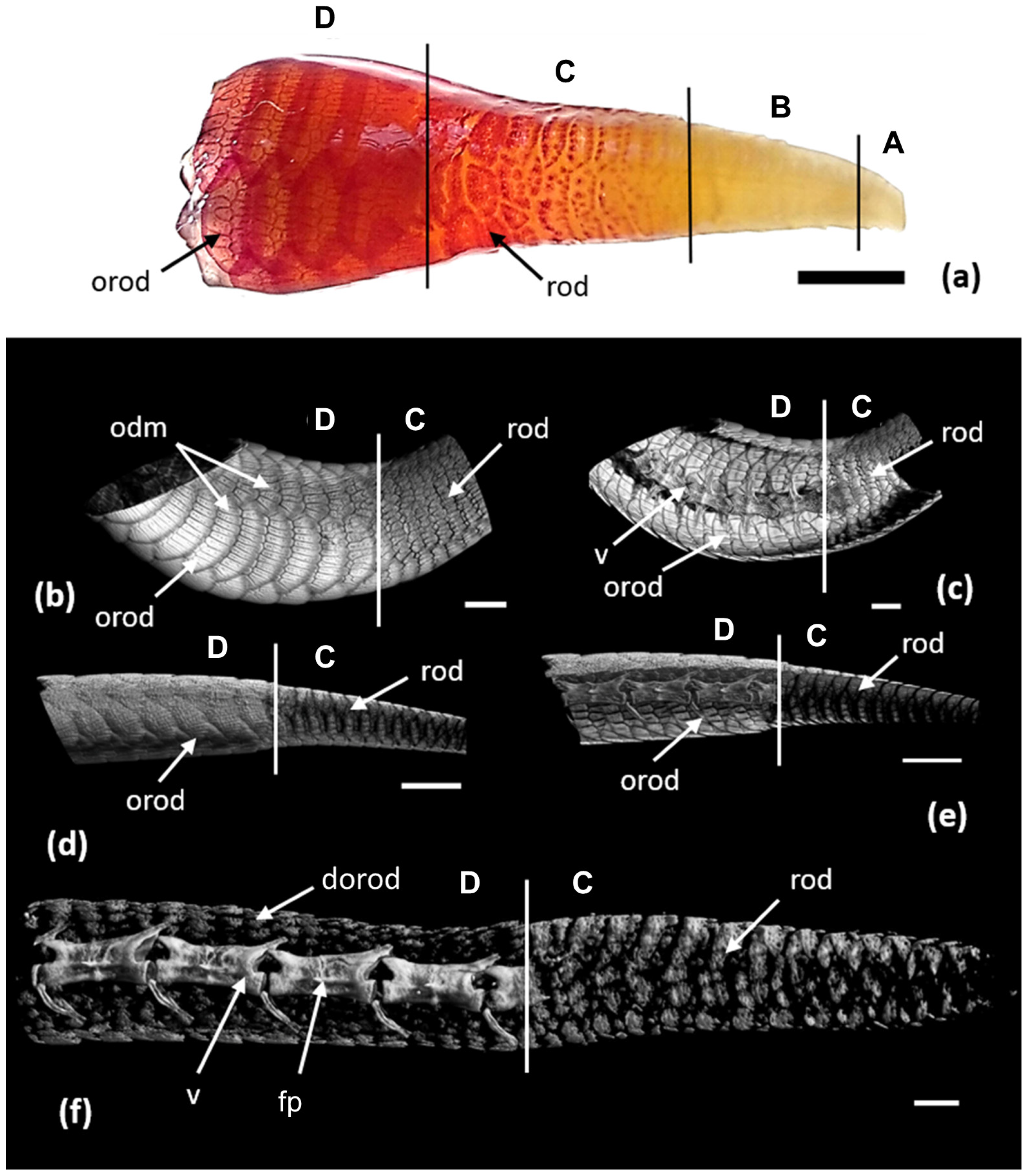 Jdb 11 00022 g005 Jdb 11 00022 g005