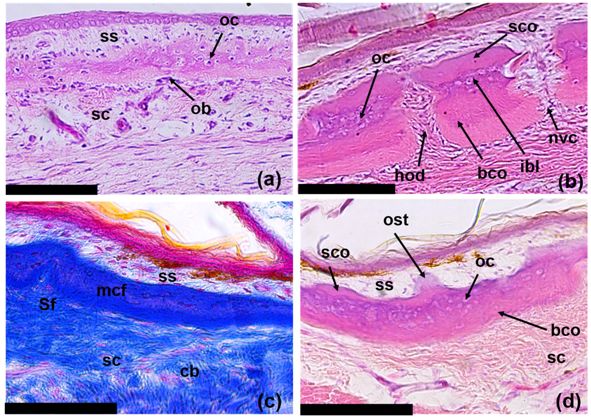 Jdb 11 00022 g008 Jdb 11 00022 g008
