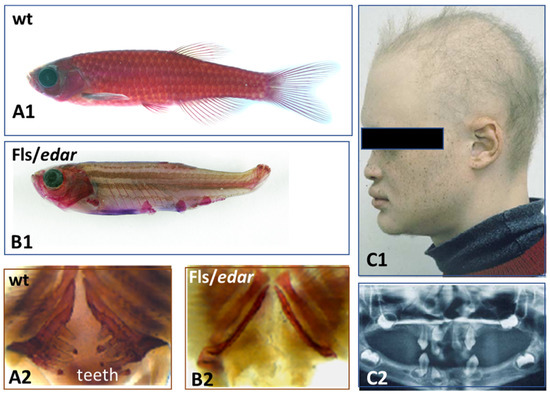 Evo Devo of the Vertebrates Integument