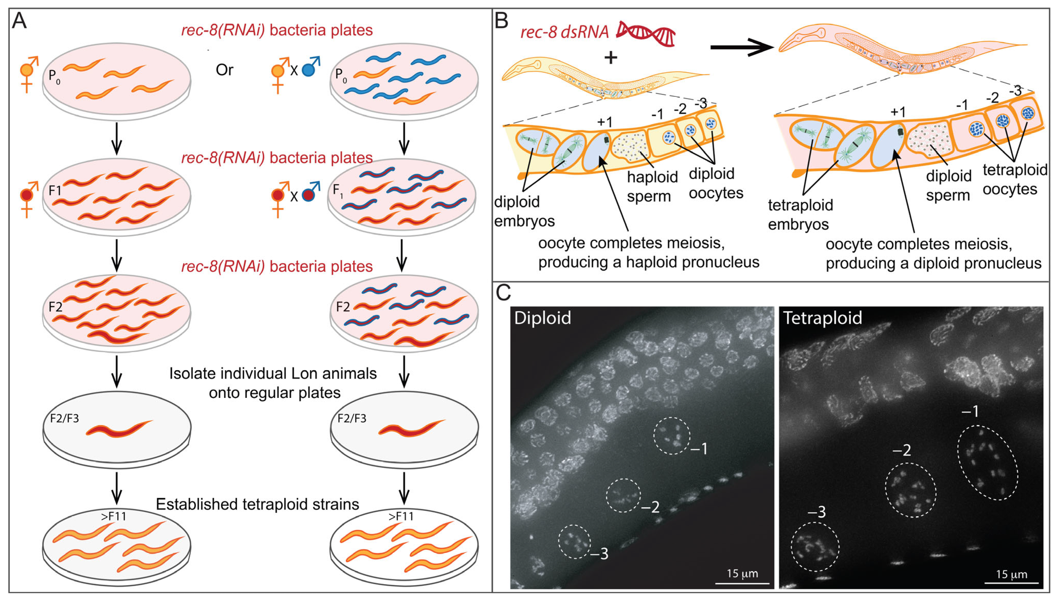 Jdb 11 00026 g003 Jdb 11 00026 g003