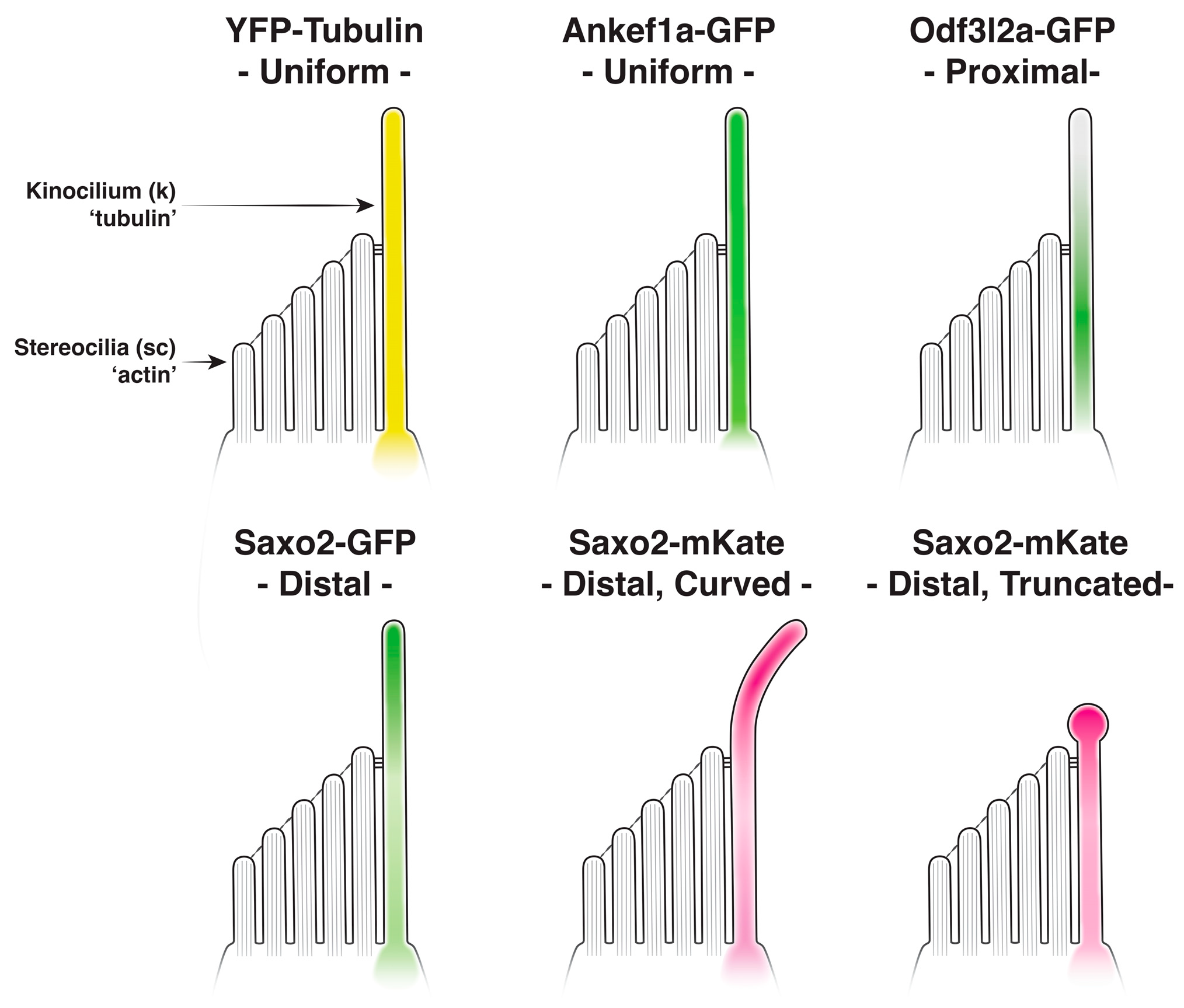 Jdb 11 00028 g006 Jdb 11 00028 g006