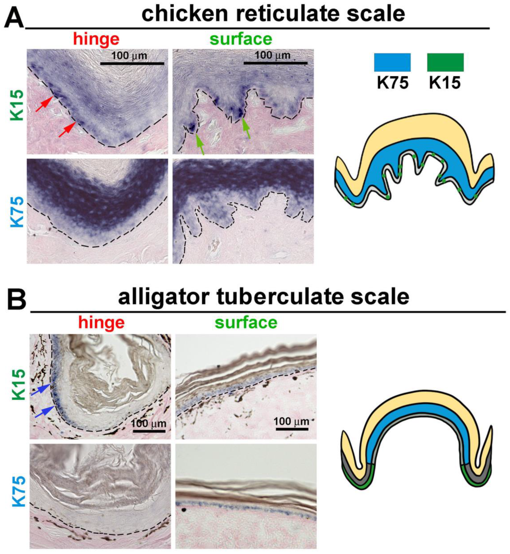 Jdb 11 00030 g004 Jdb 11 00030 g004