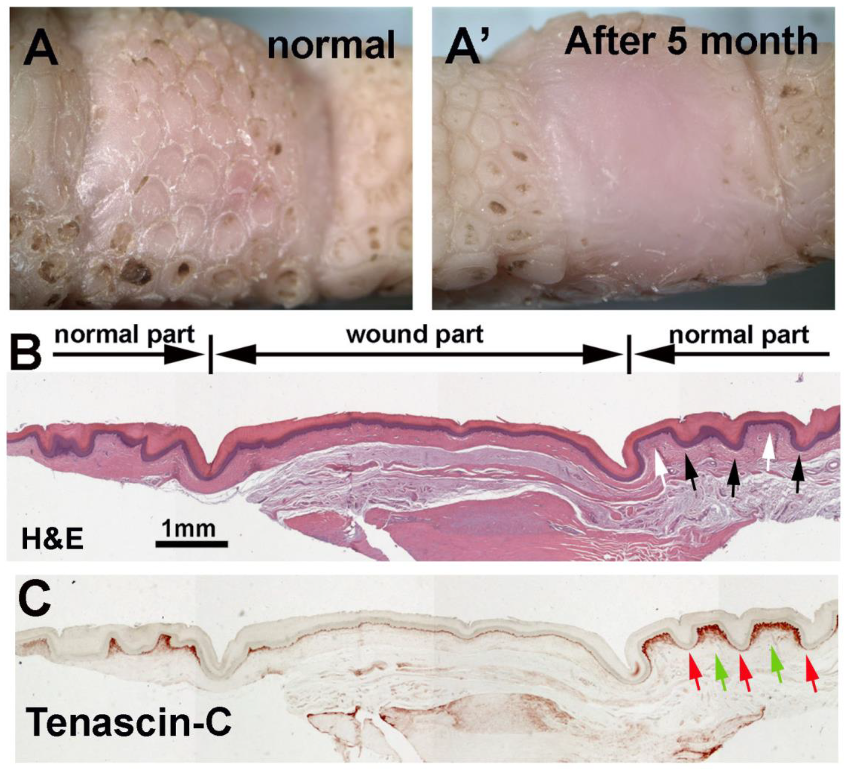 Jdb 11 00030 g006 Jdb 11 00030 g006