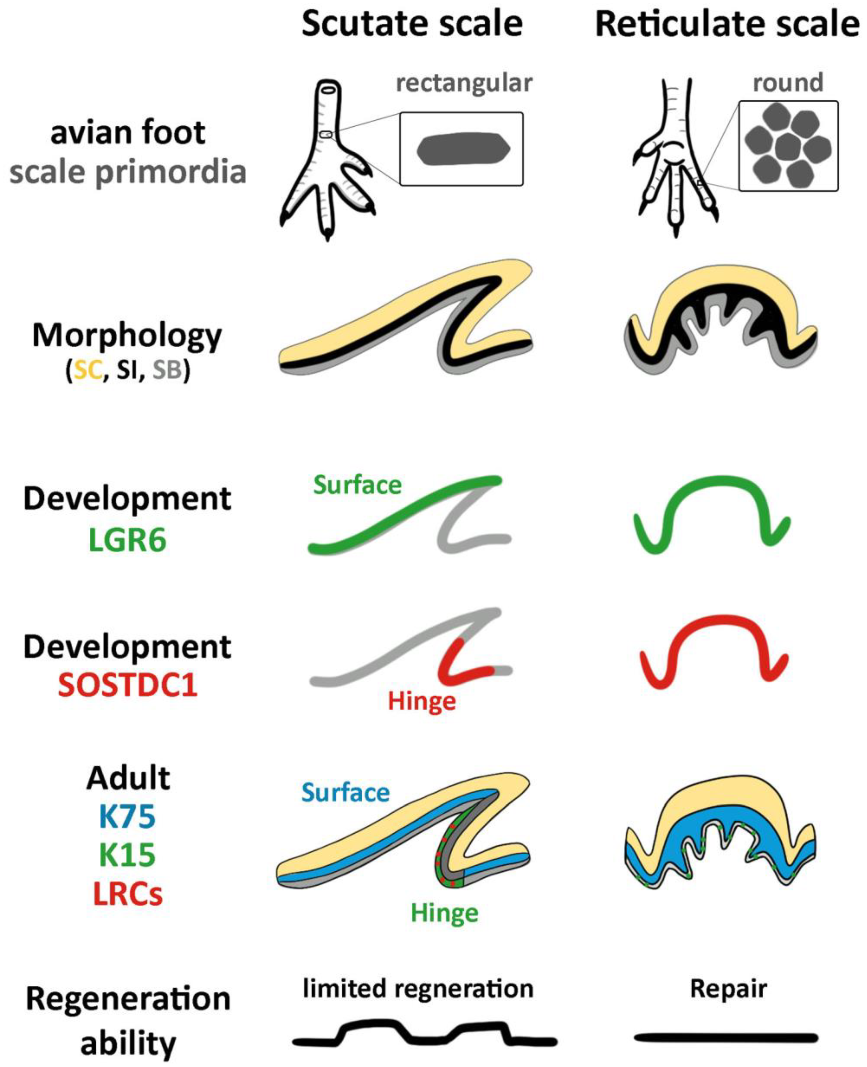 Jdb 11 00030 g007 Jdb 11 00030 g007