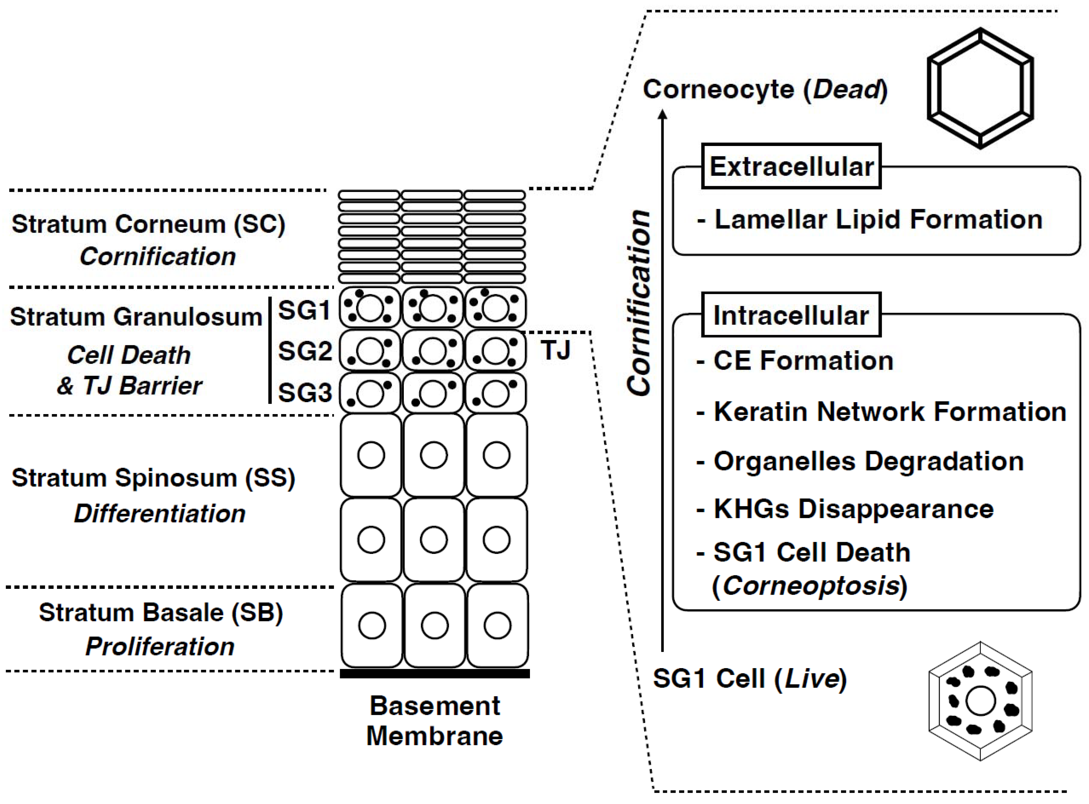 Jdb 11 00043 g003 Jdb 11 00043 g003